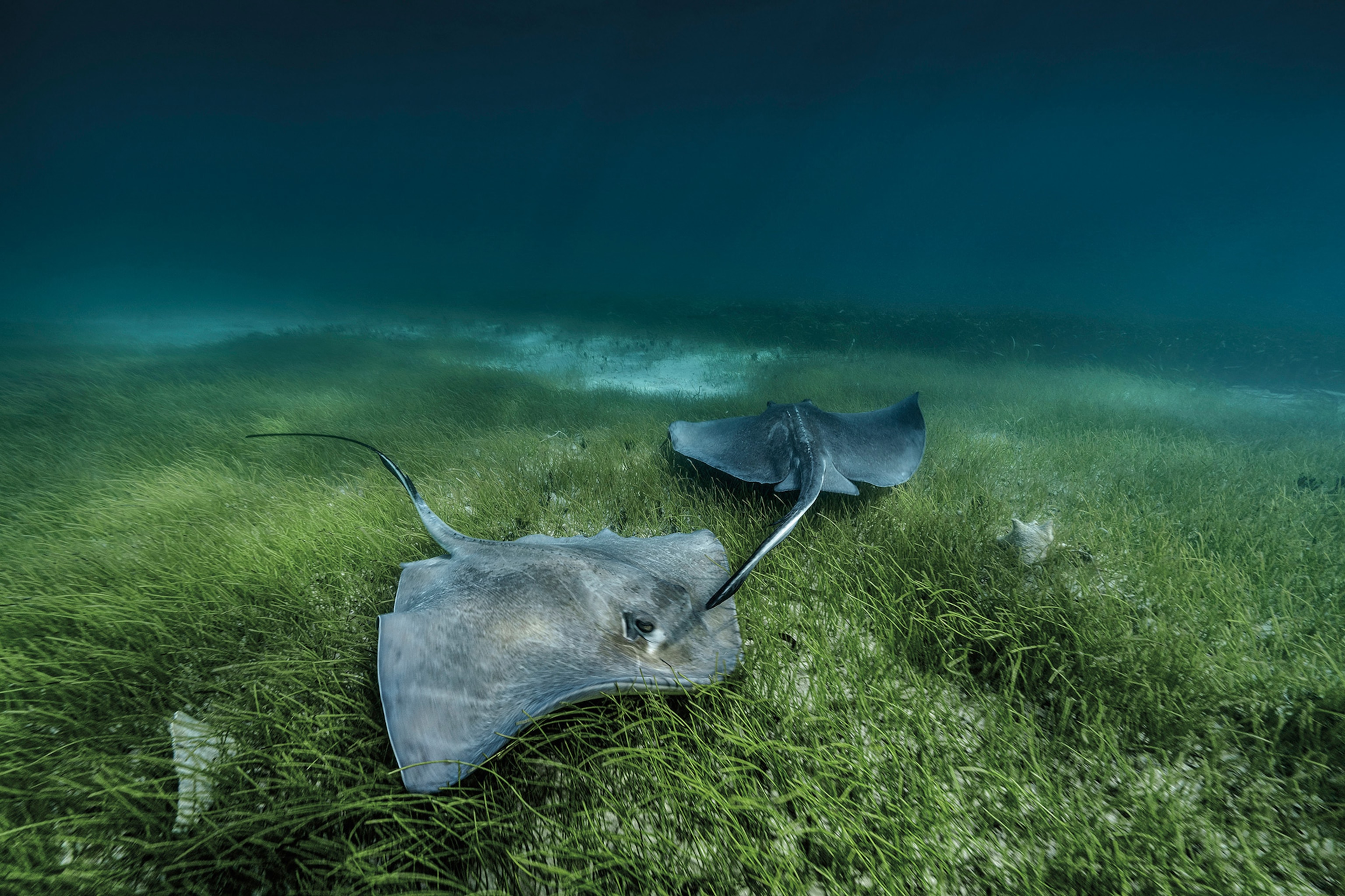 Two stingrays swim together in green seagrass .