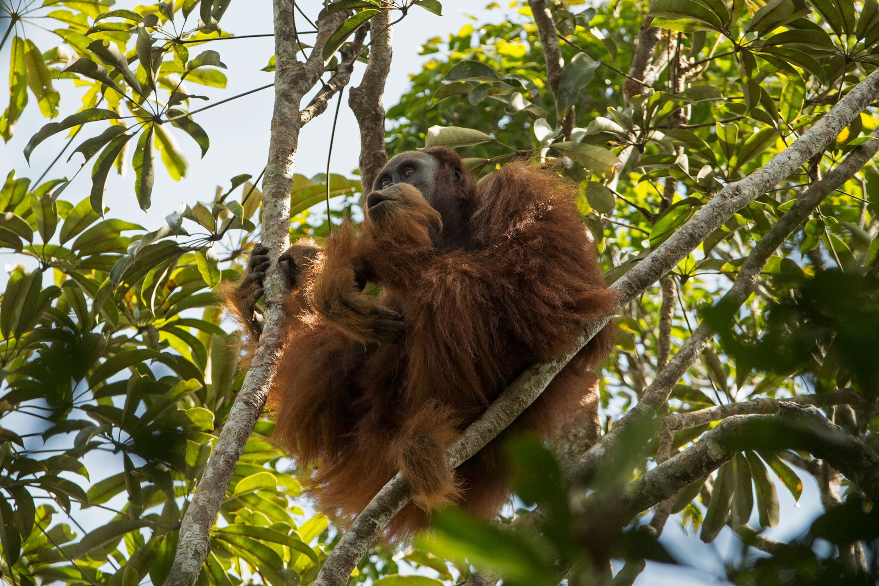 an orangutan