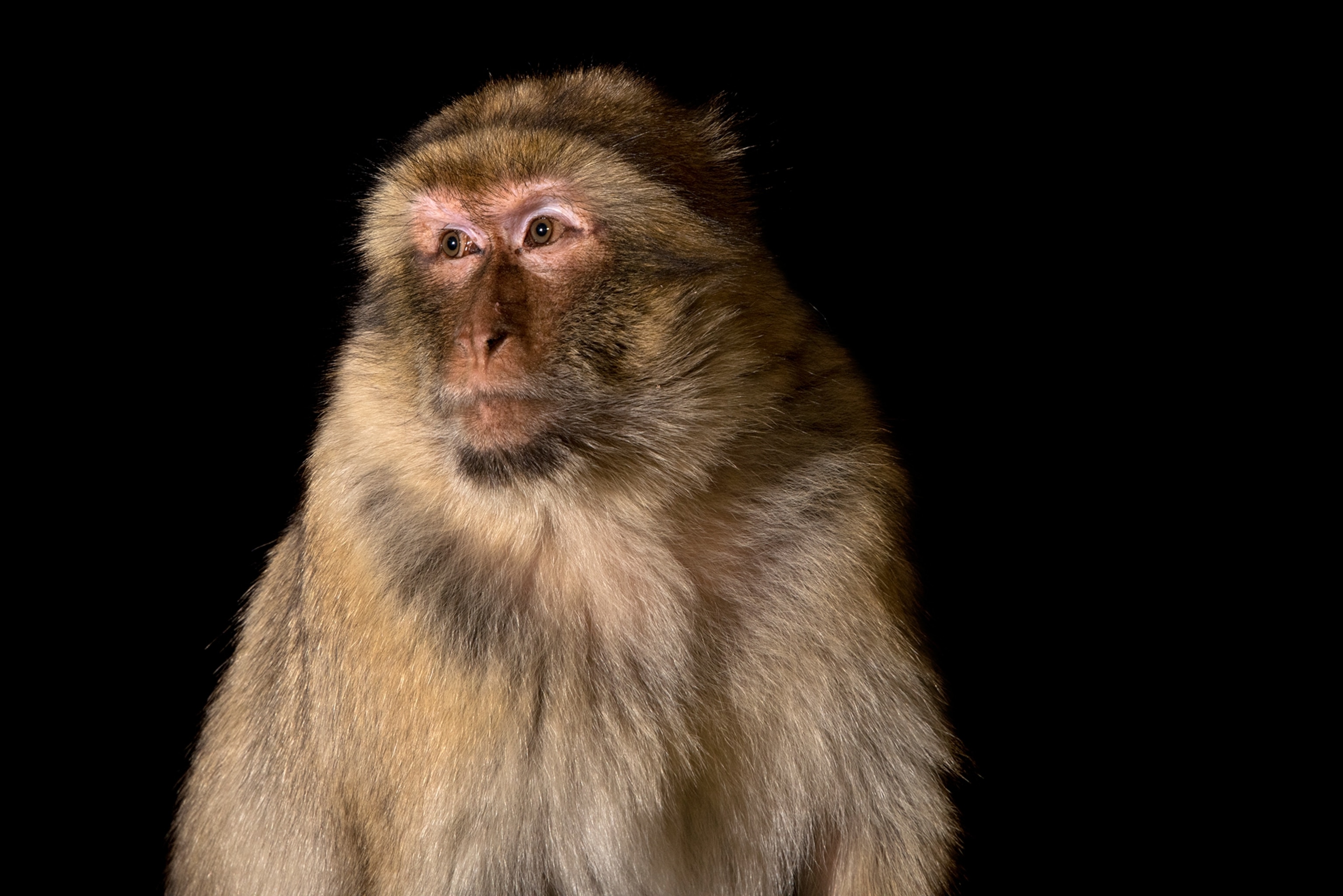 barbary macaque