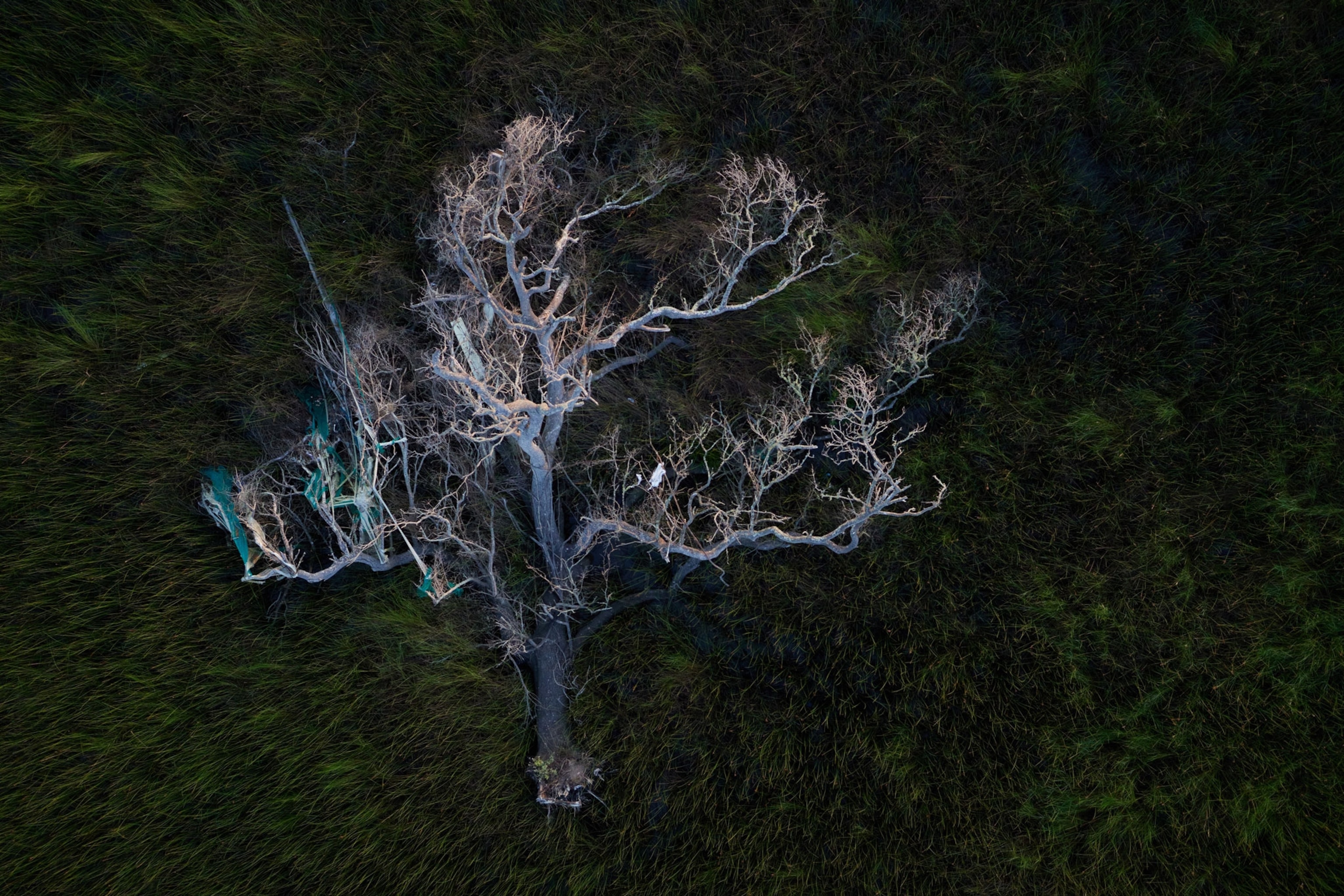 An oak tree torn out of the ground by hurricane Laura lays in the marsh north of Cameron Louisiana