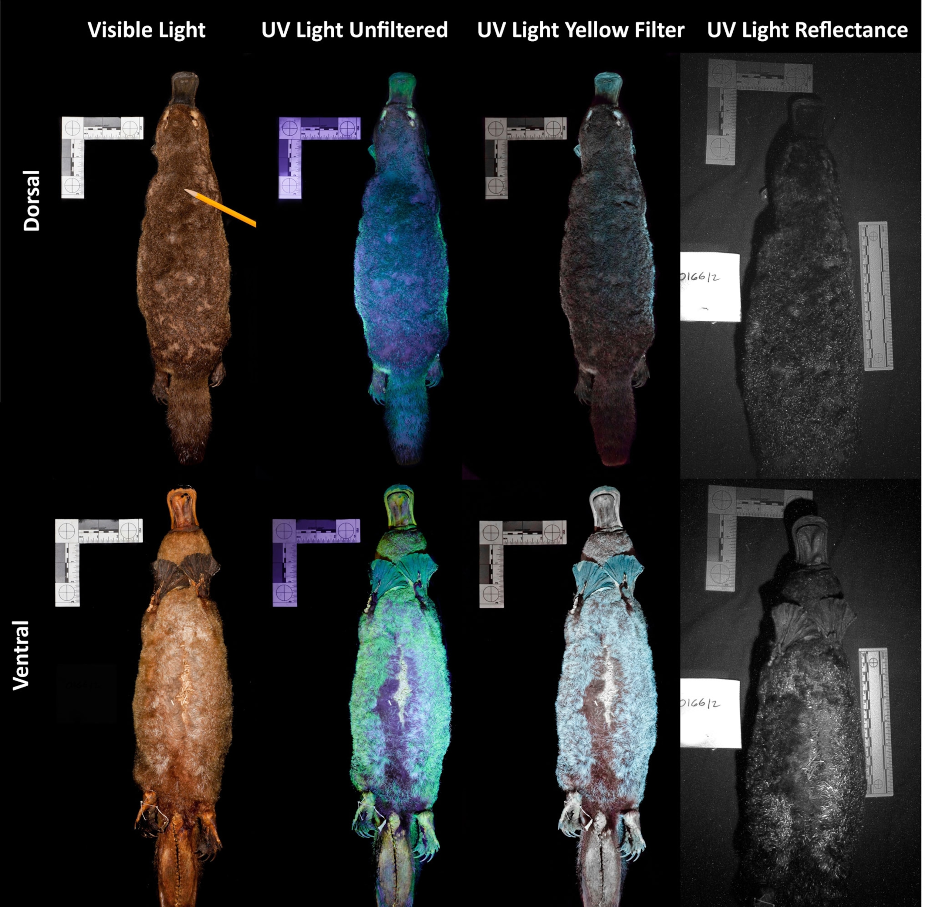 a composite of images of platypus under different lights