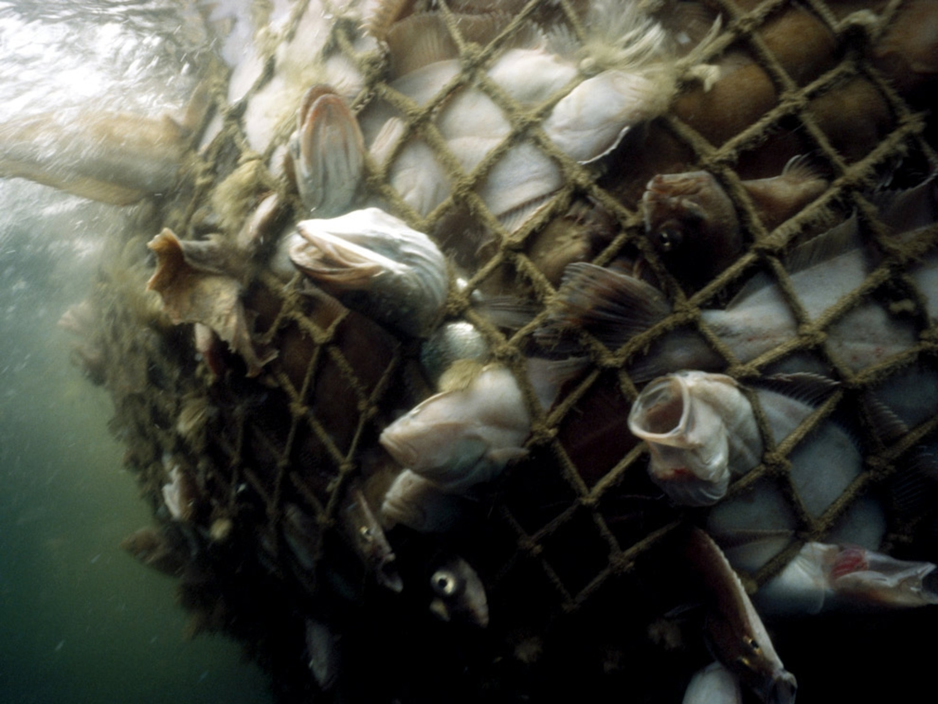 Cod caught in a net