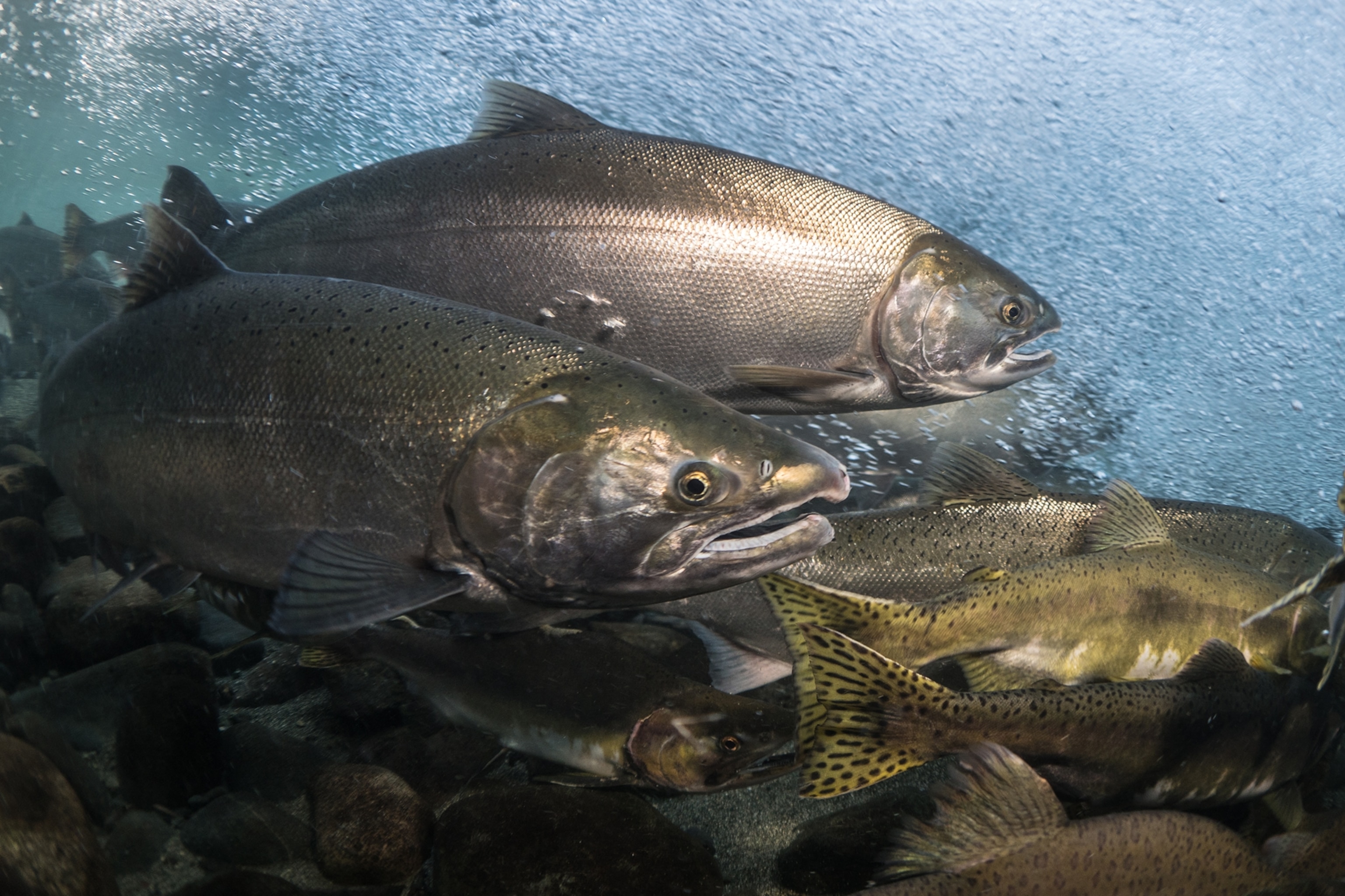 Salmon run Campbell River, Canada