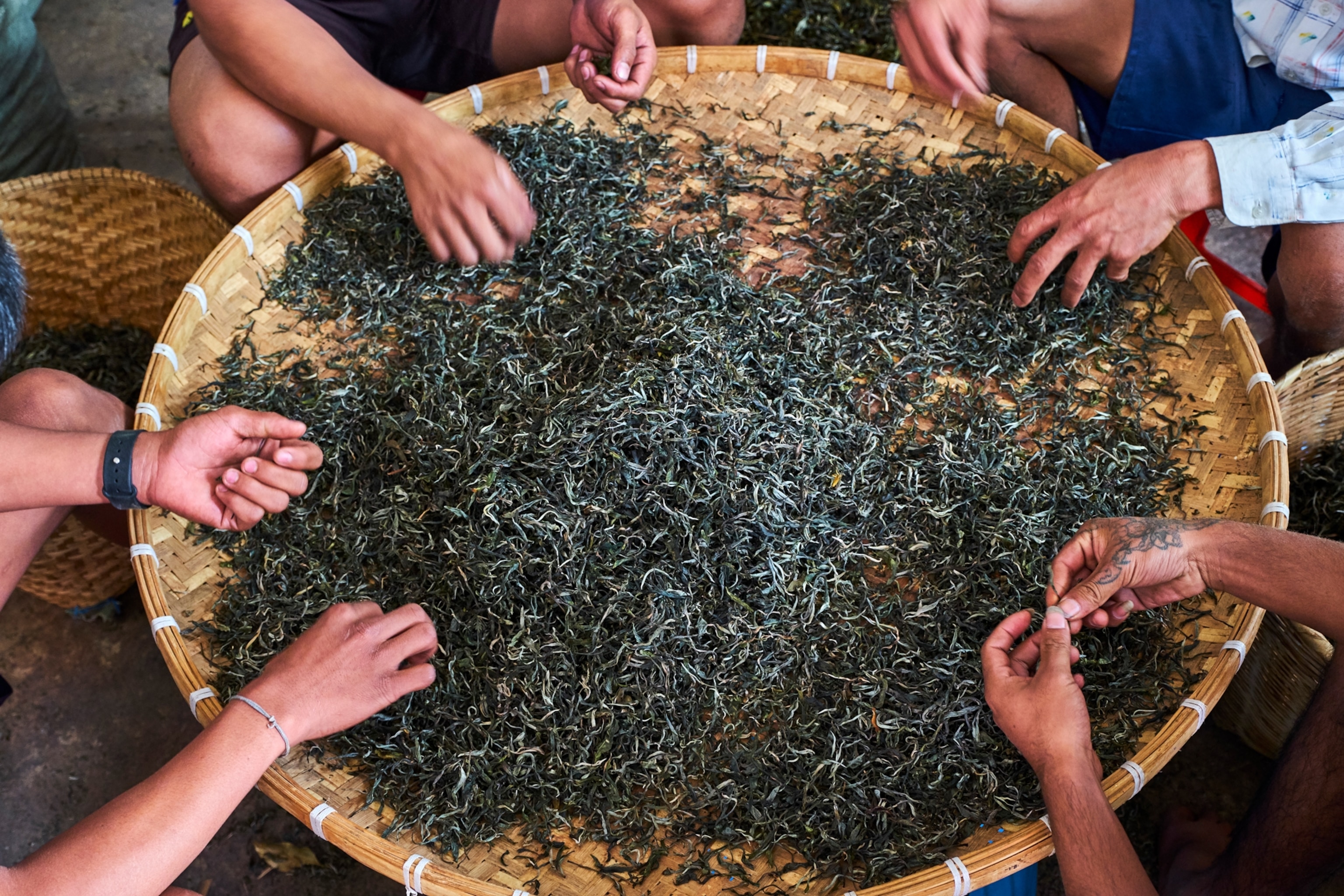 tea sorting Yunnan, China