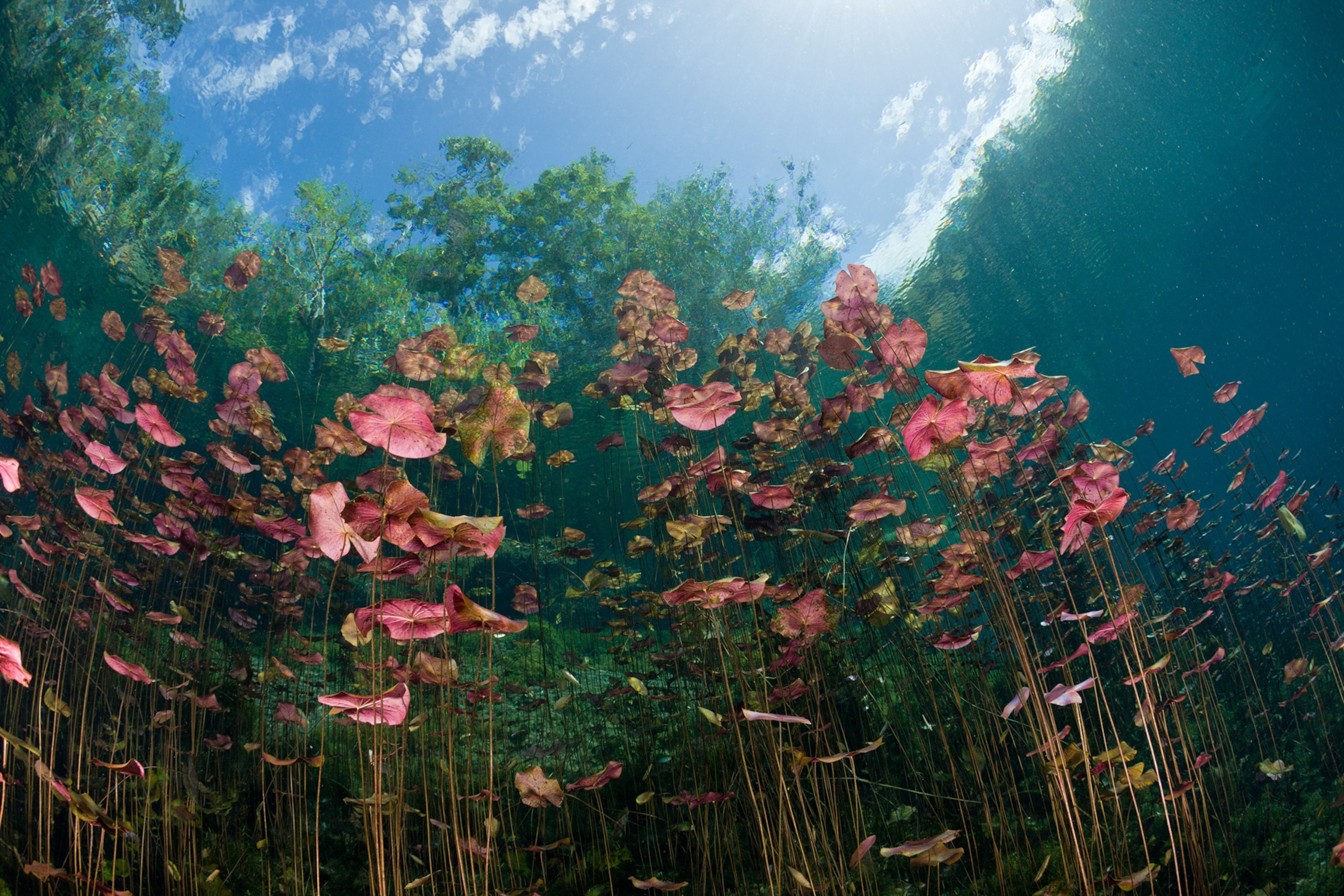 water lilies in the Car Wash Cenote Aktun Ha, Tulum, Yucatan Peninsula, Mexico