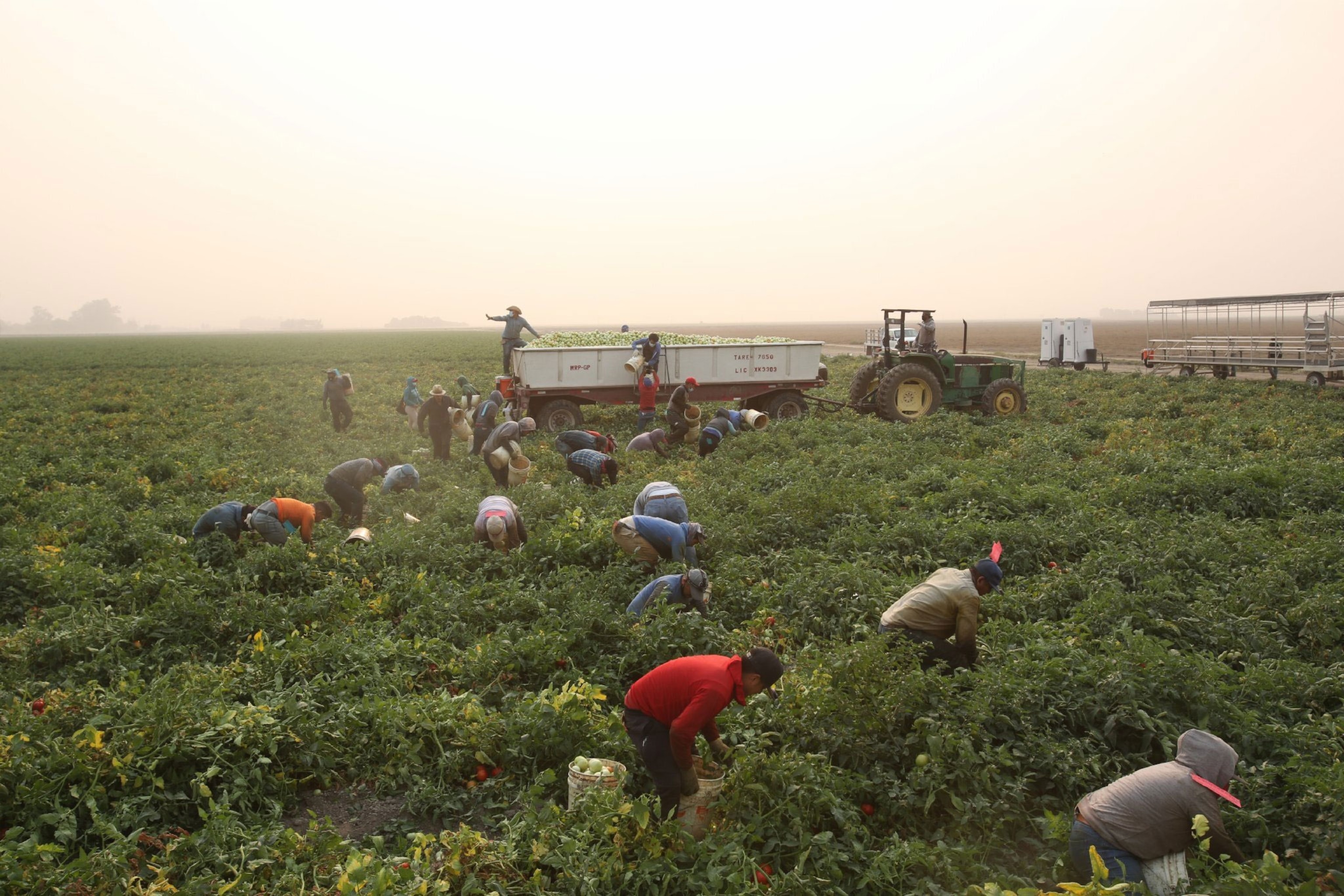 Workers pick tomatoes in hot weather in California.