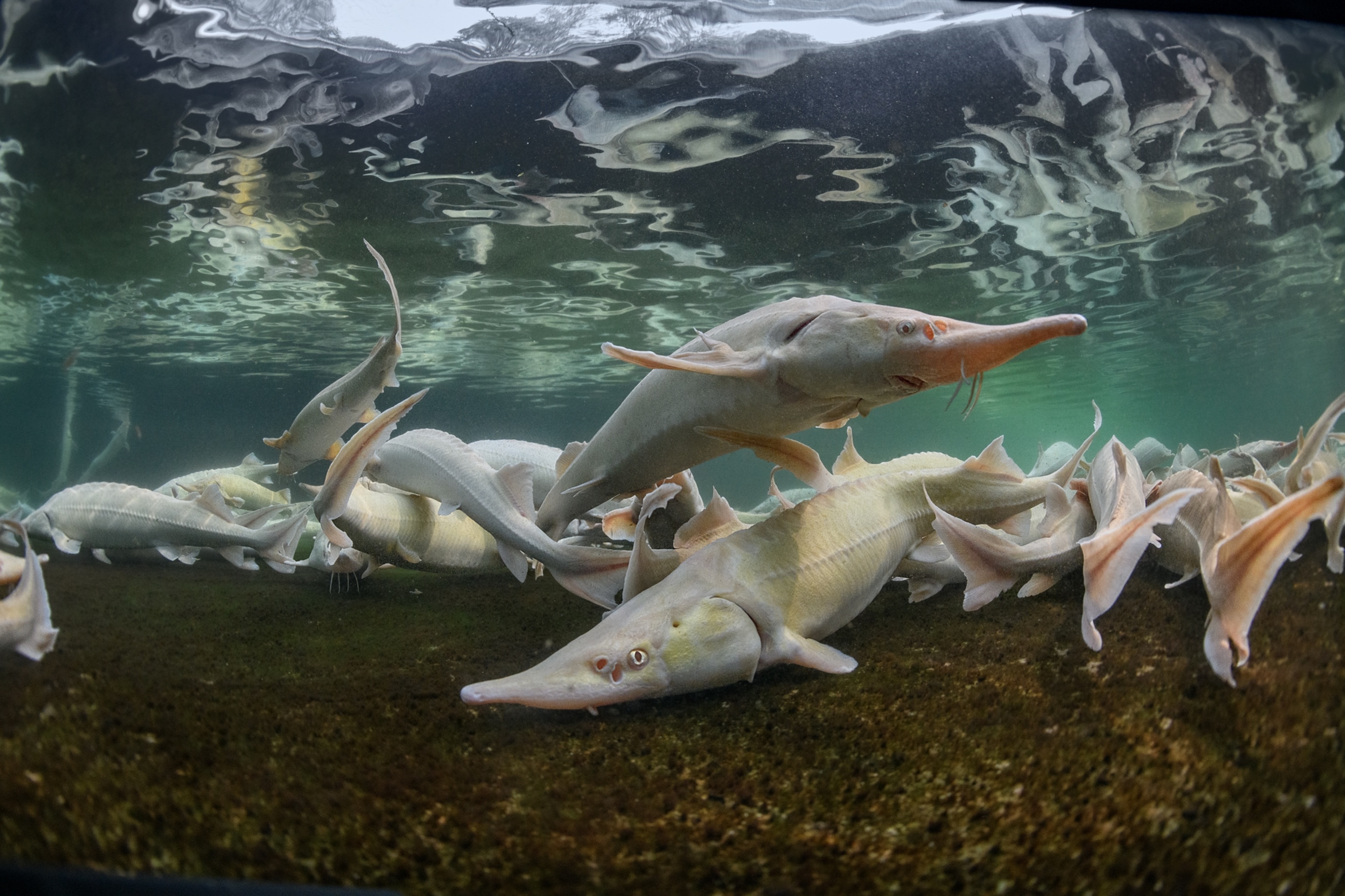 Several albino sterlet sturgeons are pictured swimming under clear water.