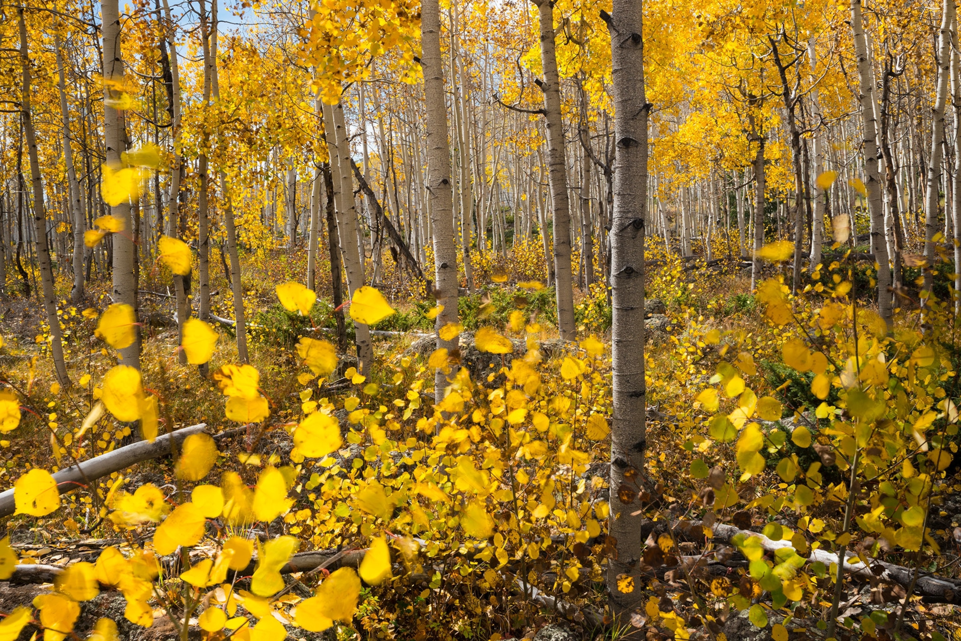 quaking aspen trees