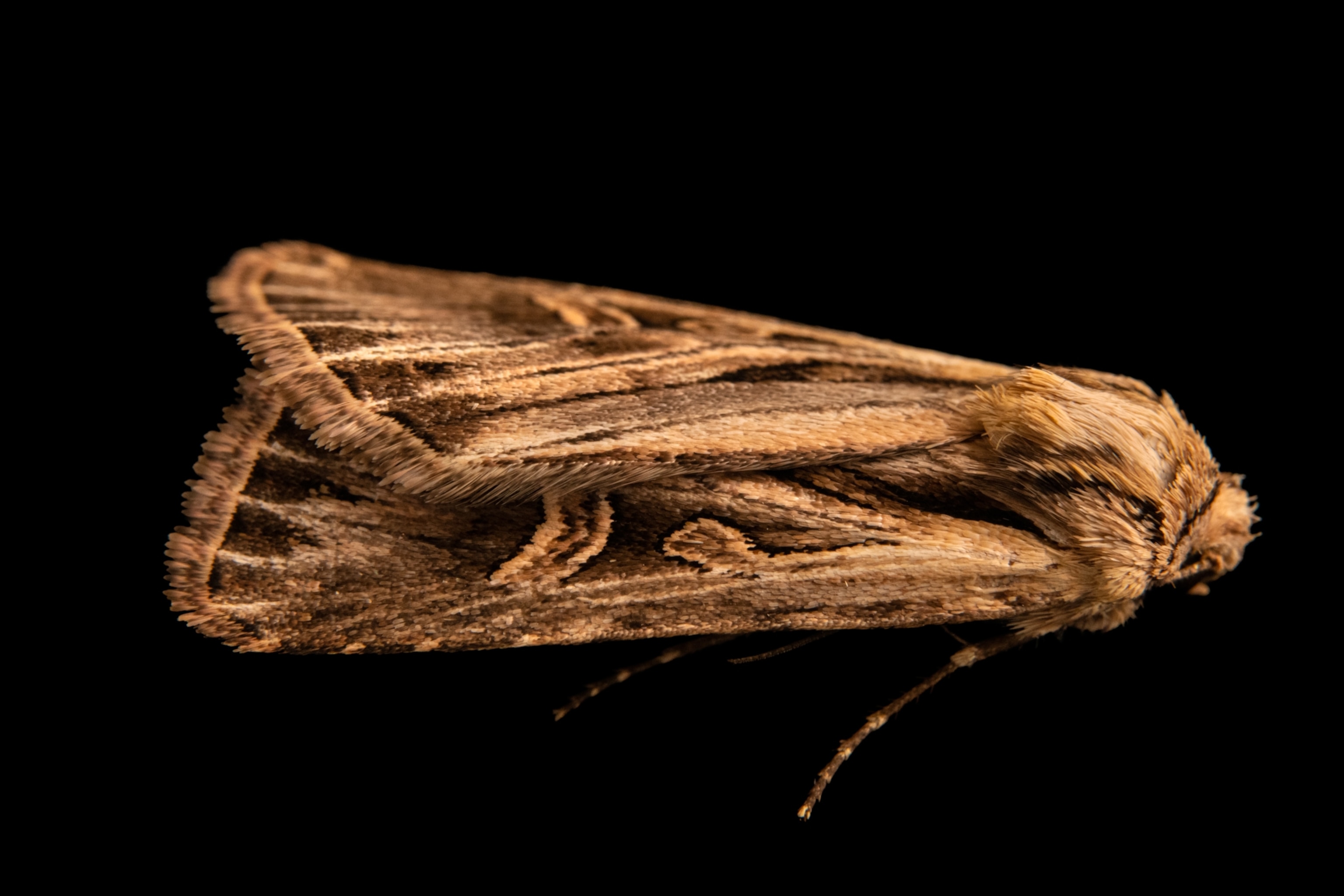 a moth against a black back drop