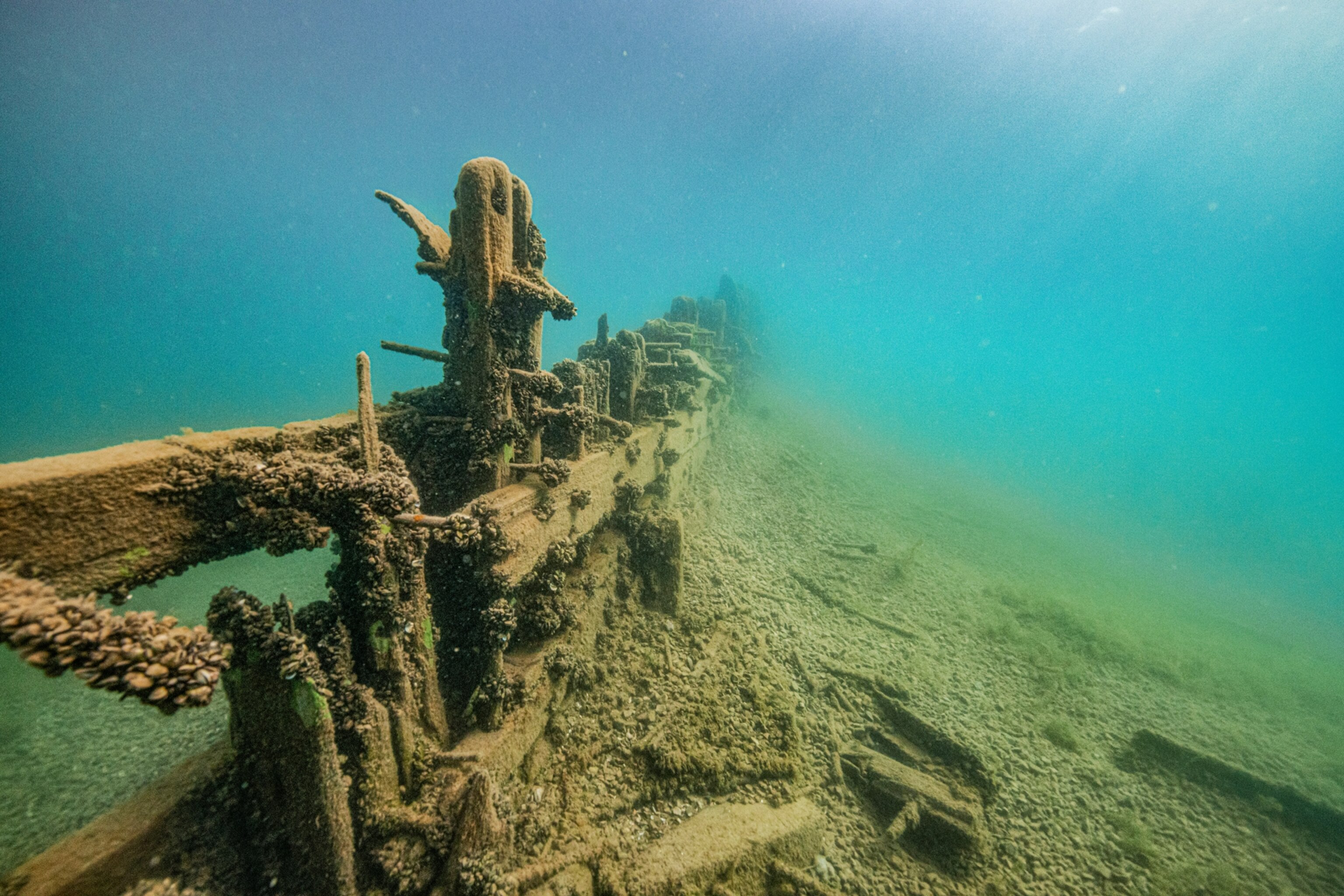 a shipwreck covered with molluscs.