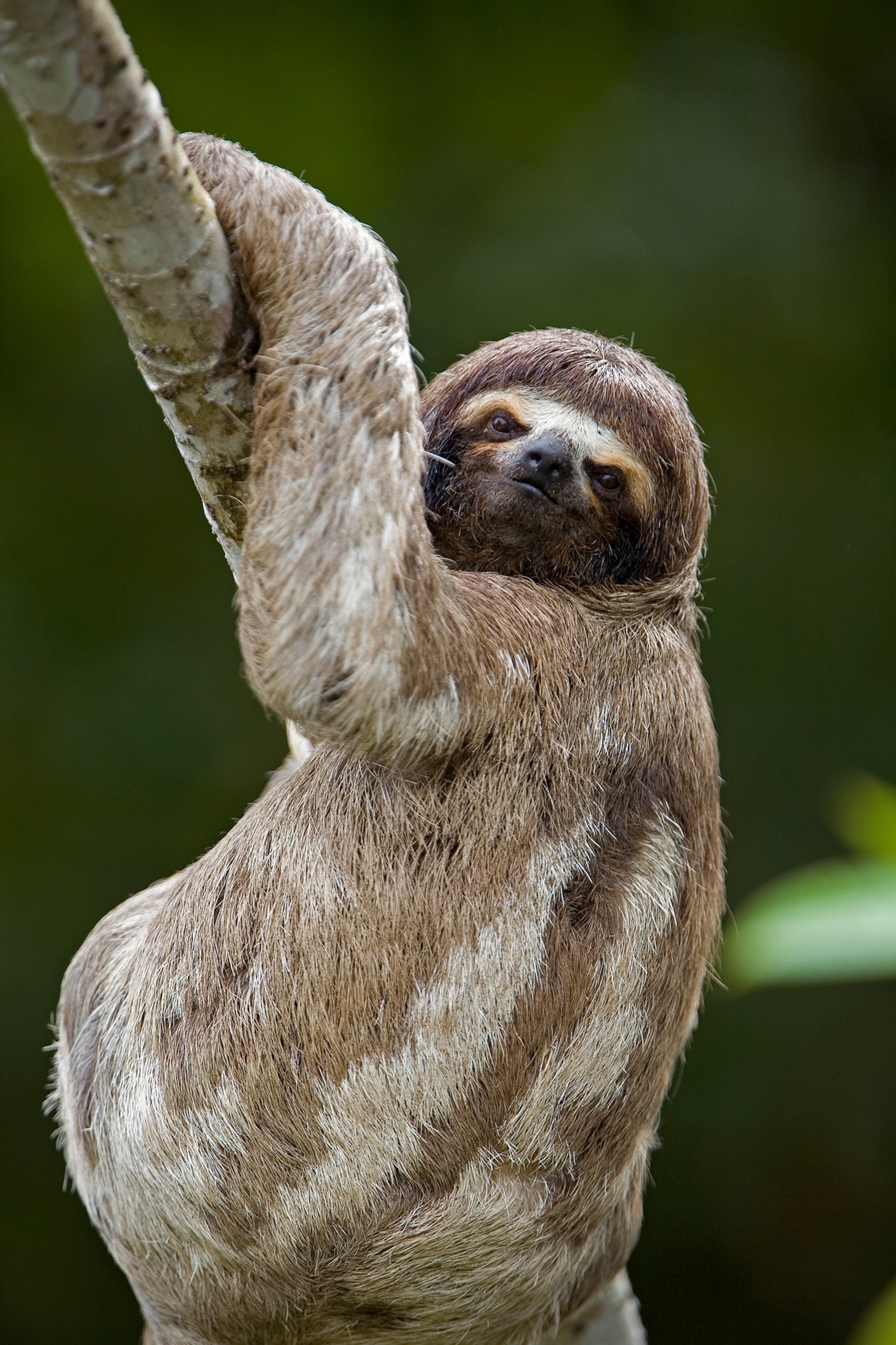 A brown sloth on a tree smiles at the camera while clinging to a branch its face is framed by its fur.