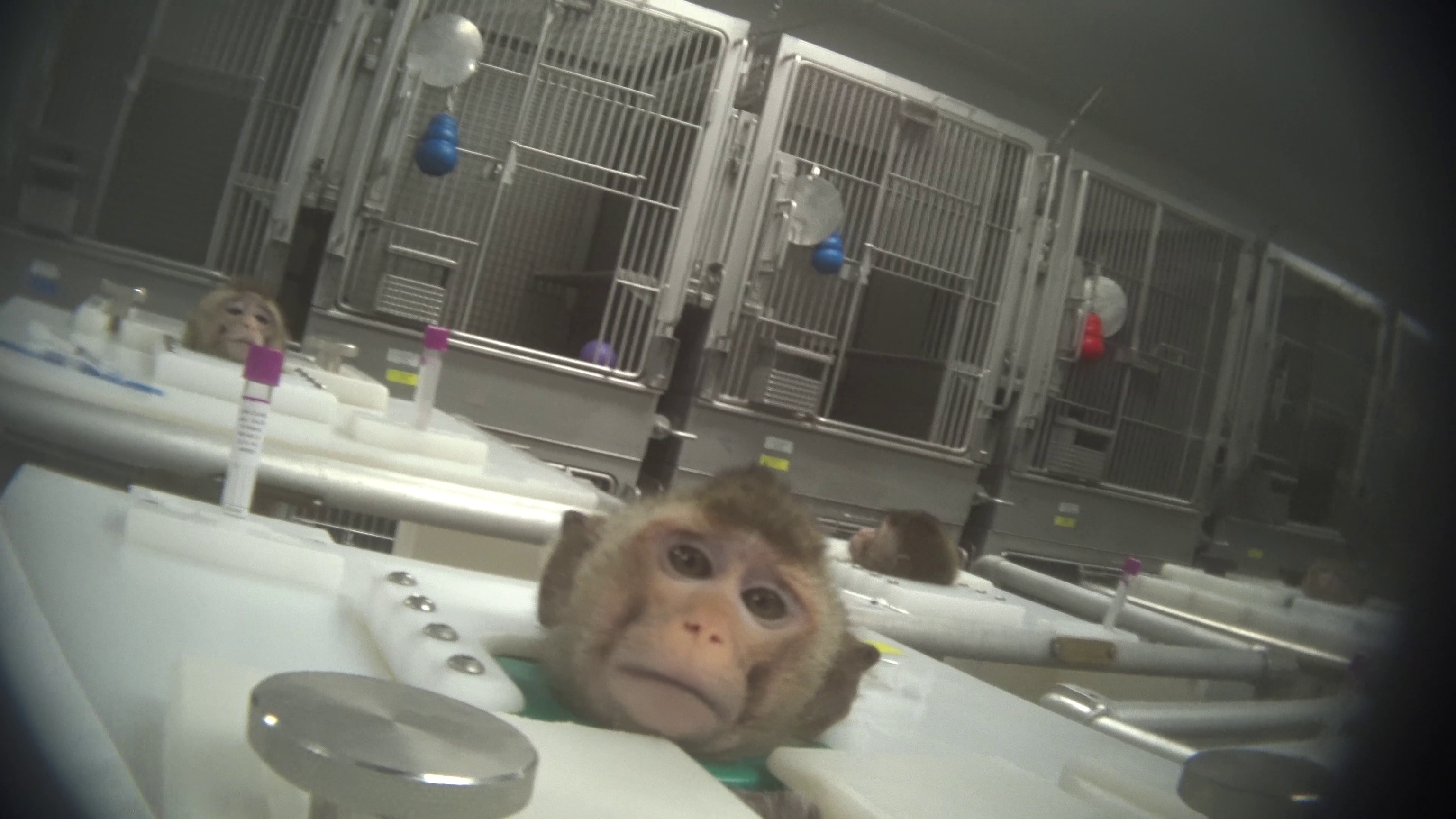 Picture of monkeys secured in boxes with only their heads poking out.