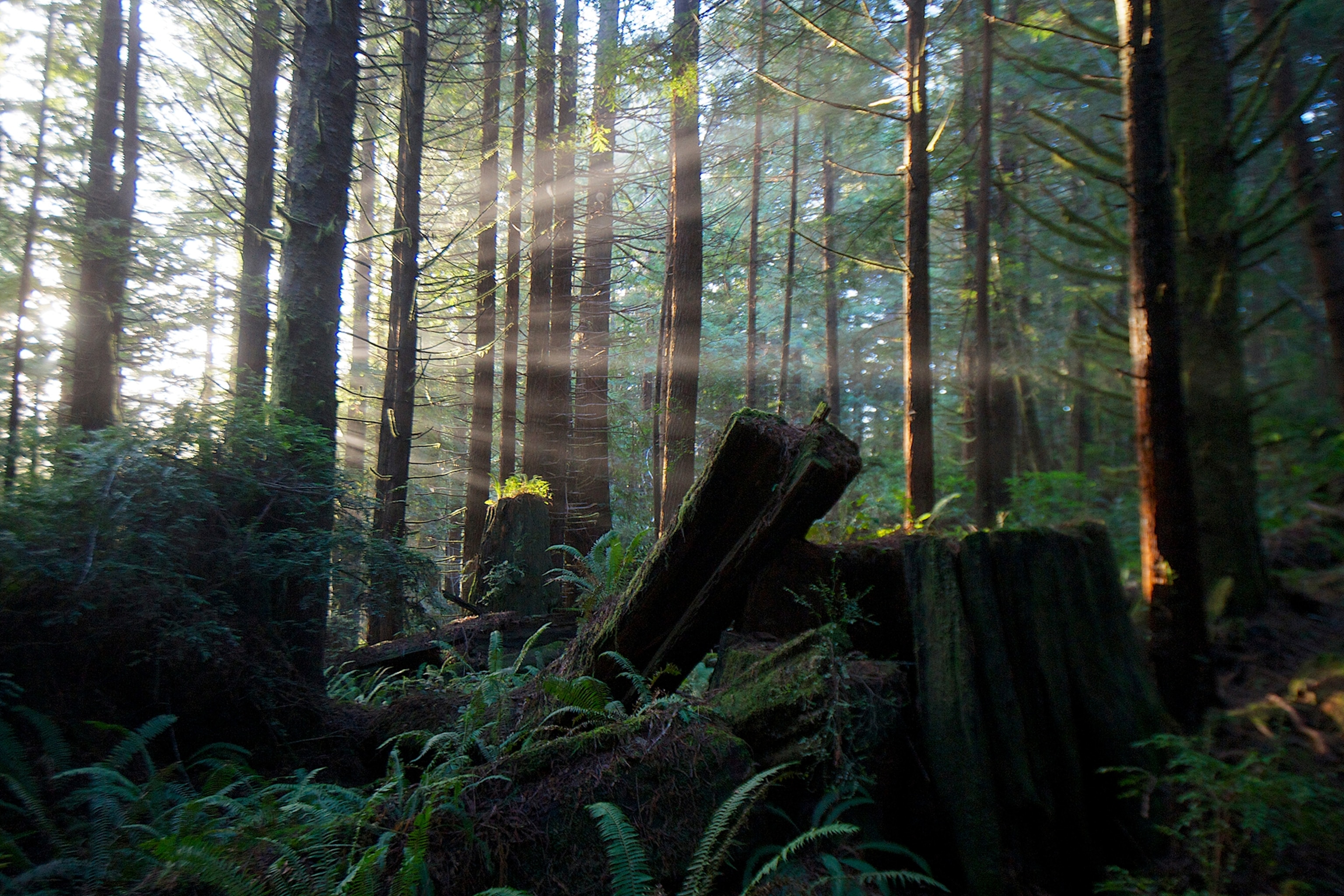 The first light of the day reaching the forest floor.