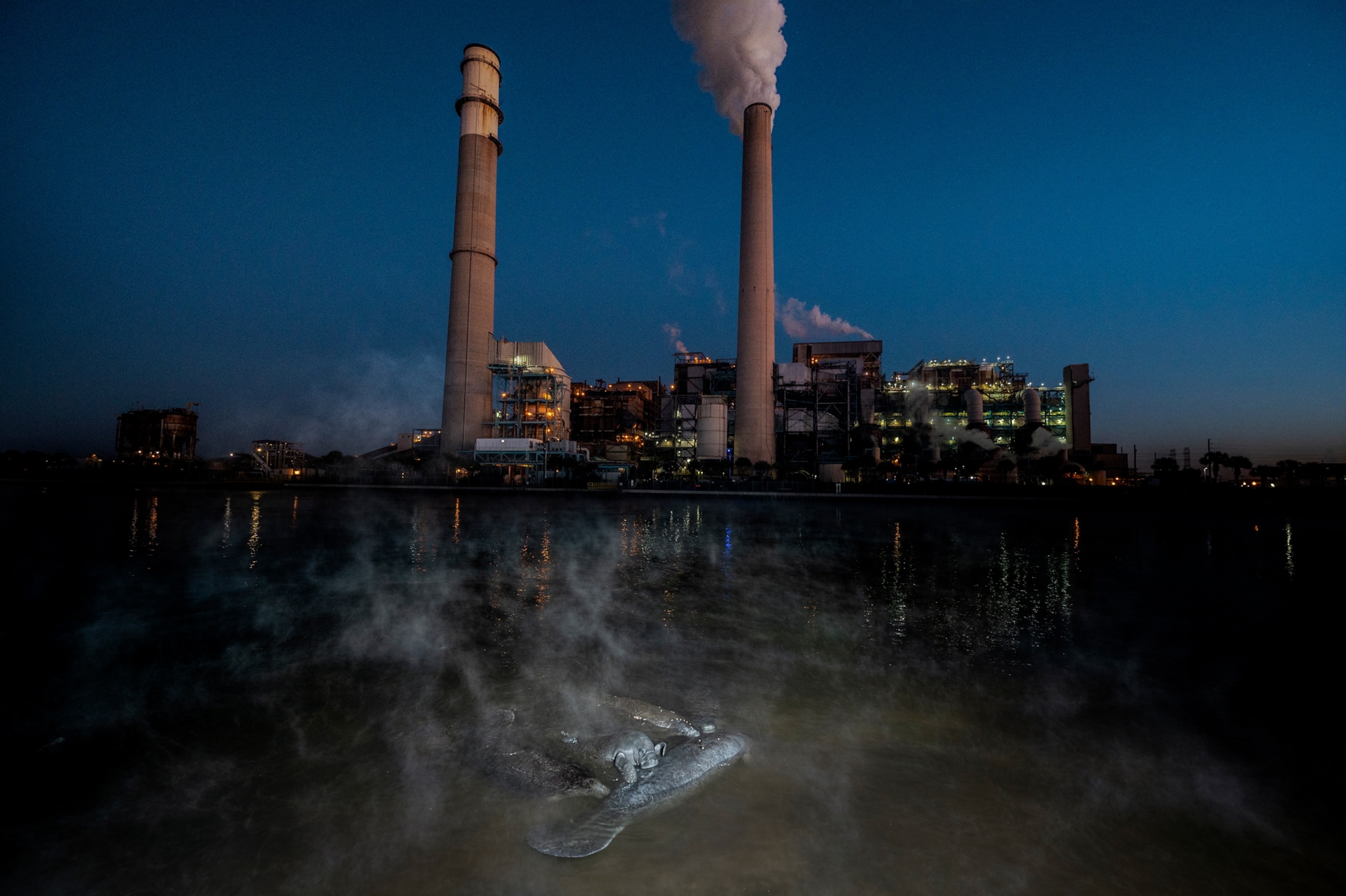 three Manatees gather in the warm water of a discharge canal at Tampa Electric Company (seen in background)
