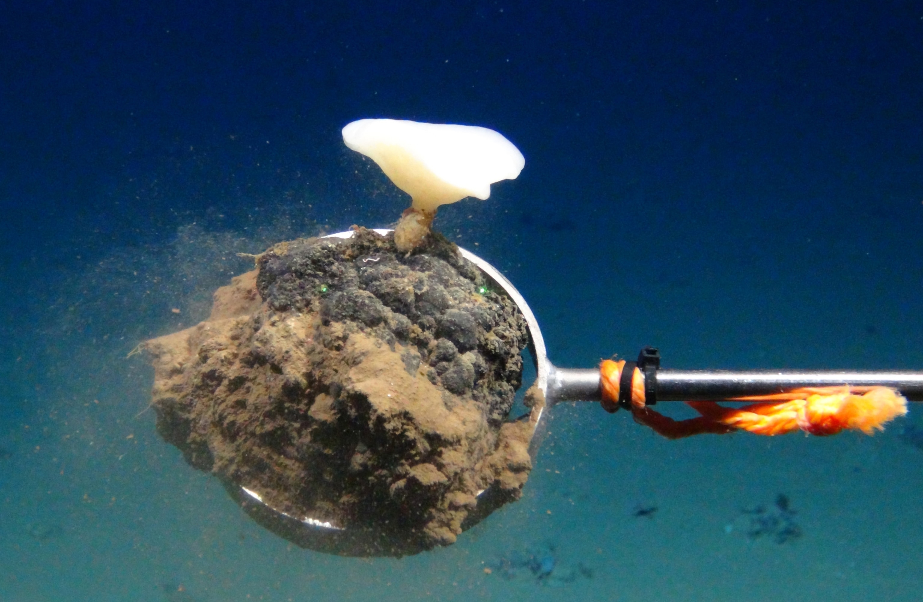 a machine scoops polymetalic nodules and sand from the ocean floor