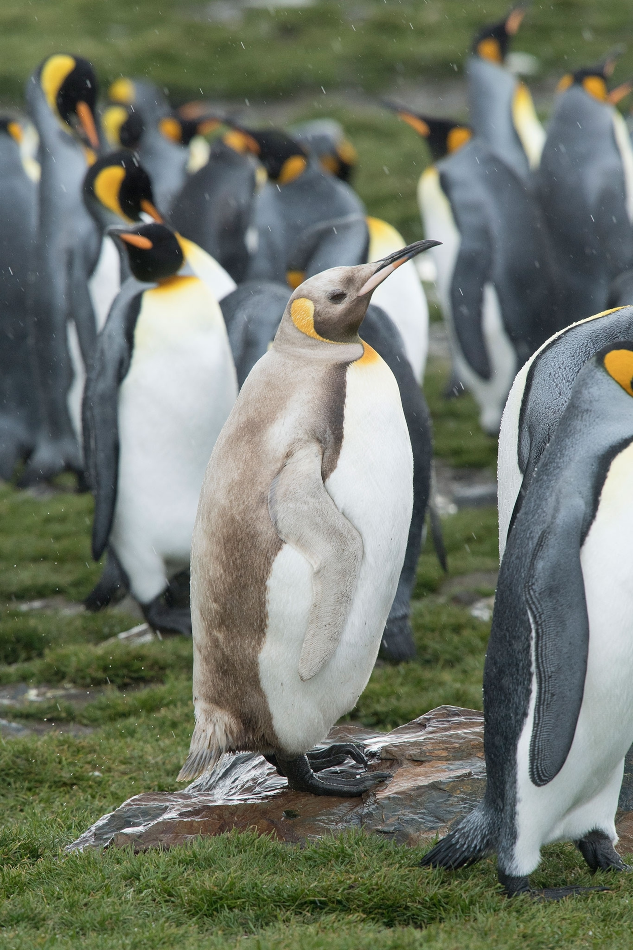 a leucistic penguin alongside a normal-colored King penguin