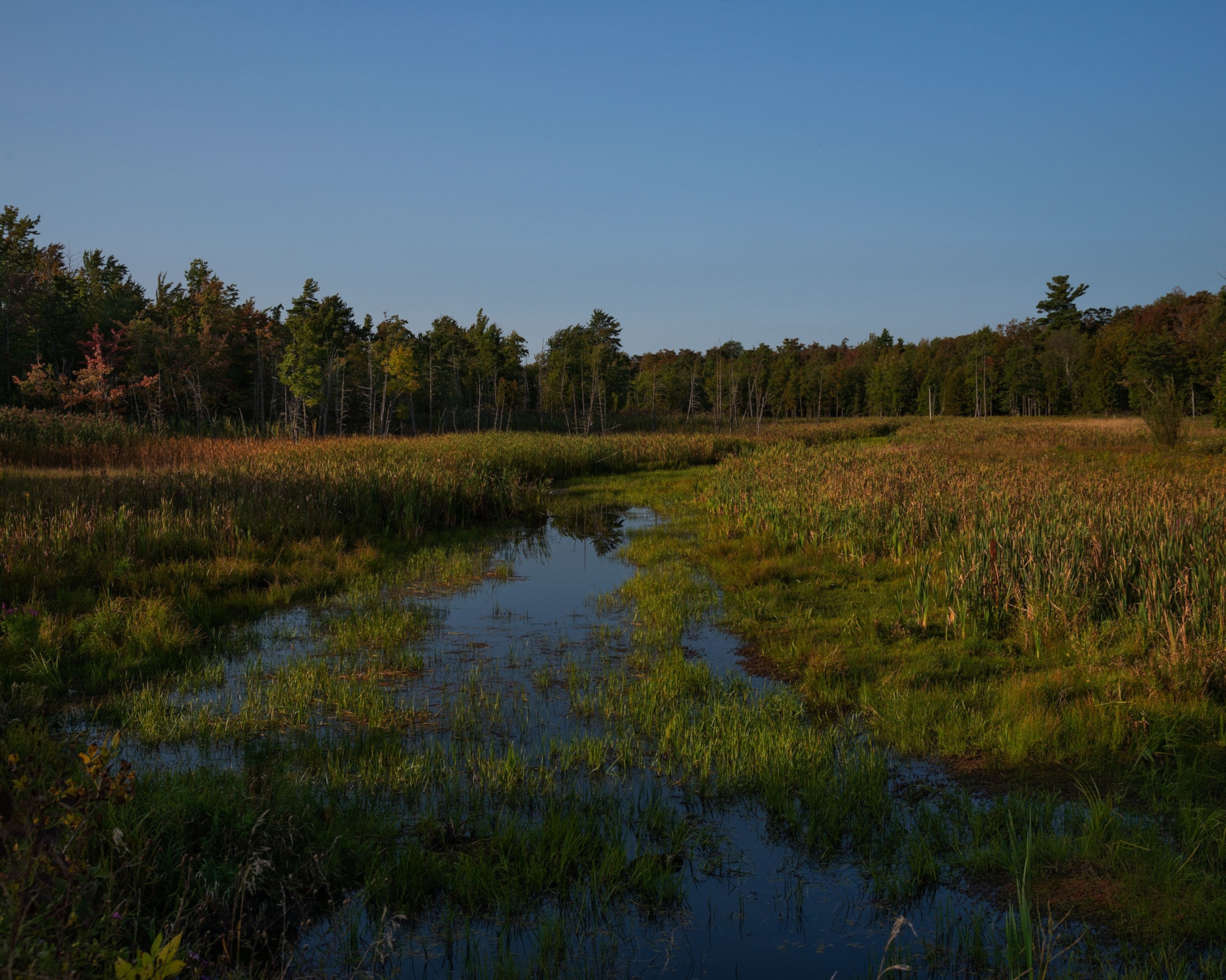 A swamp at sunset