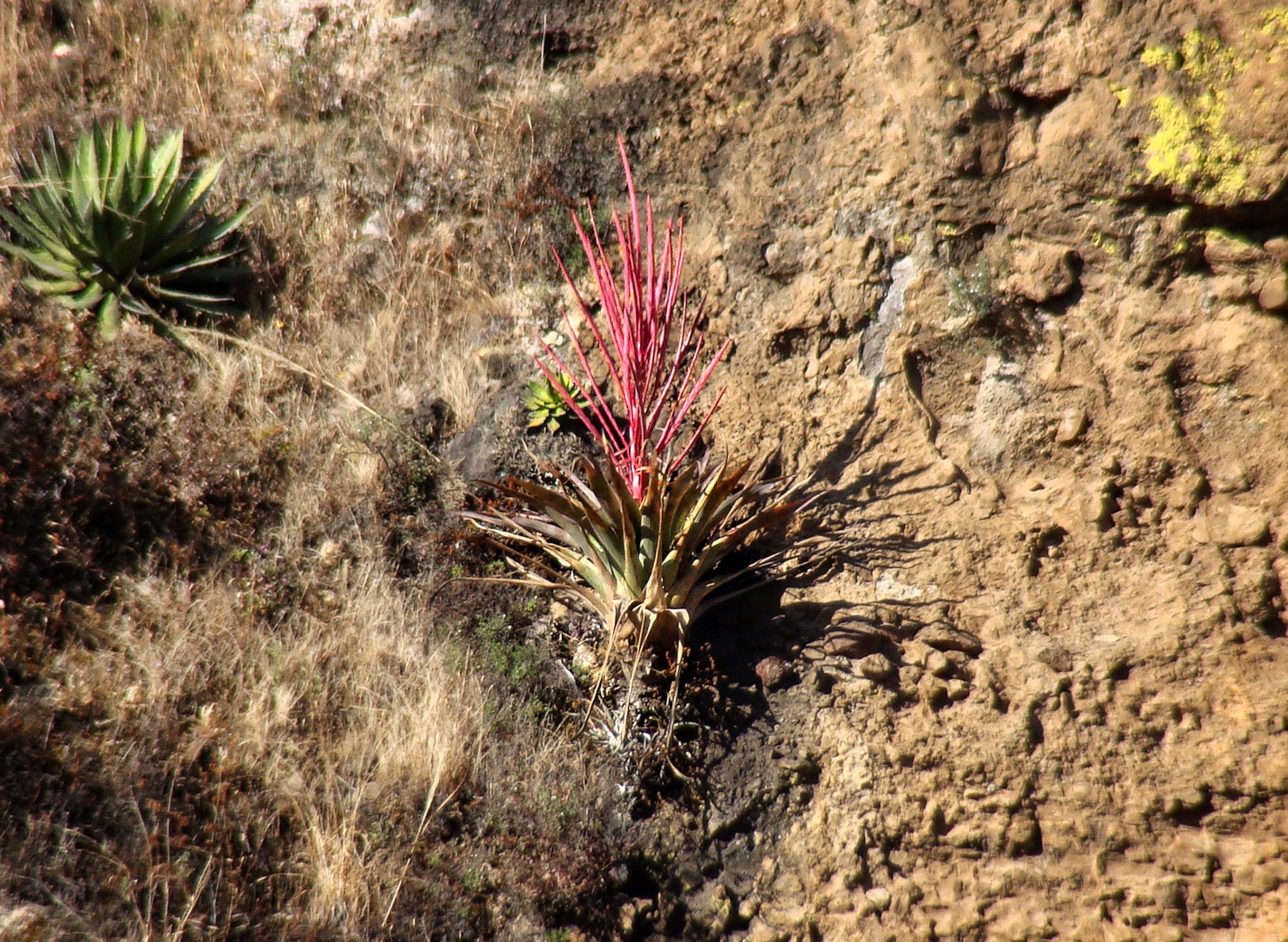 a red and green plant in Mexico