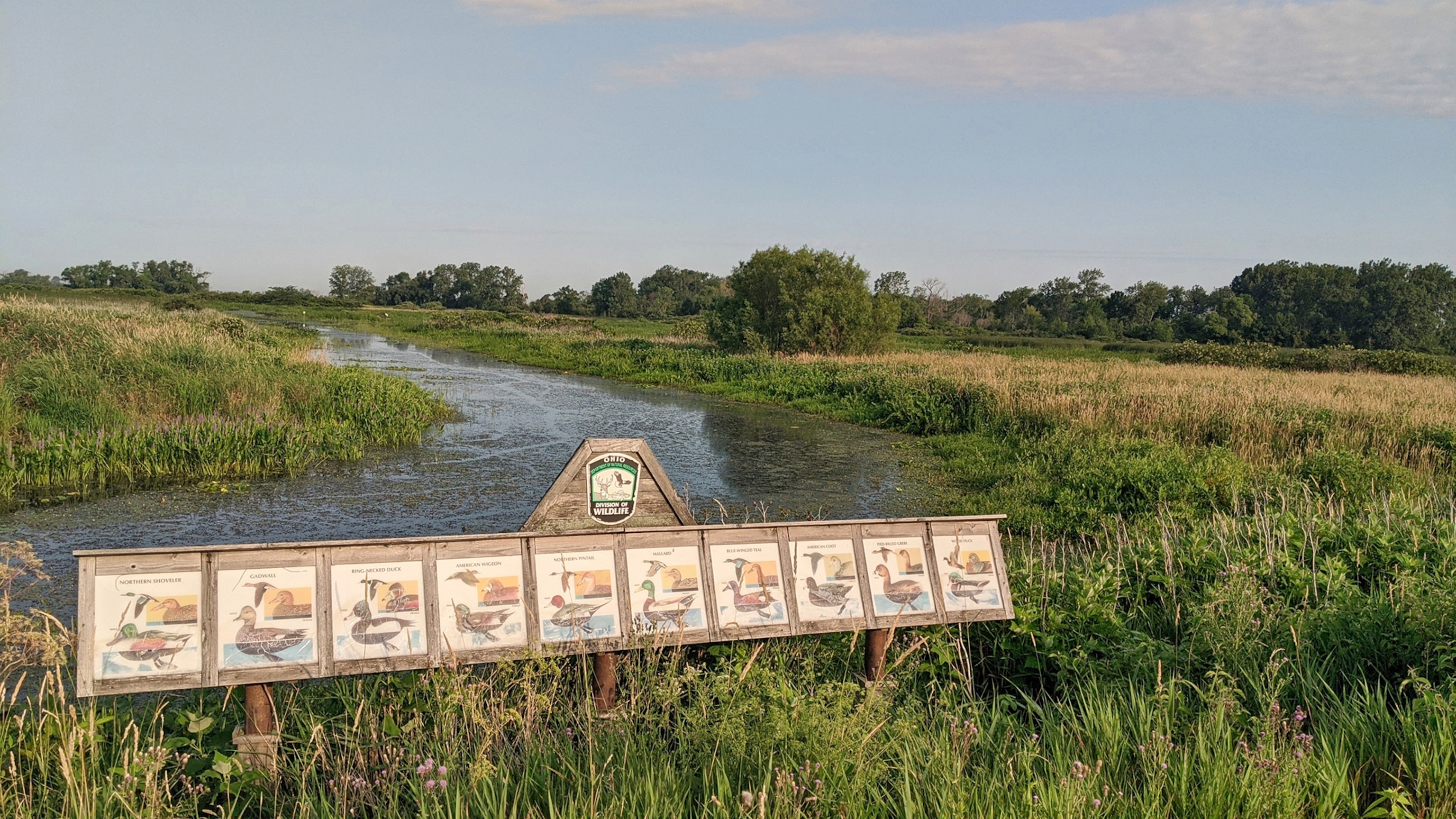 A Marshland with soft blue skys and reeds.