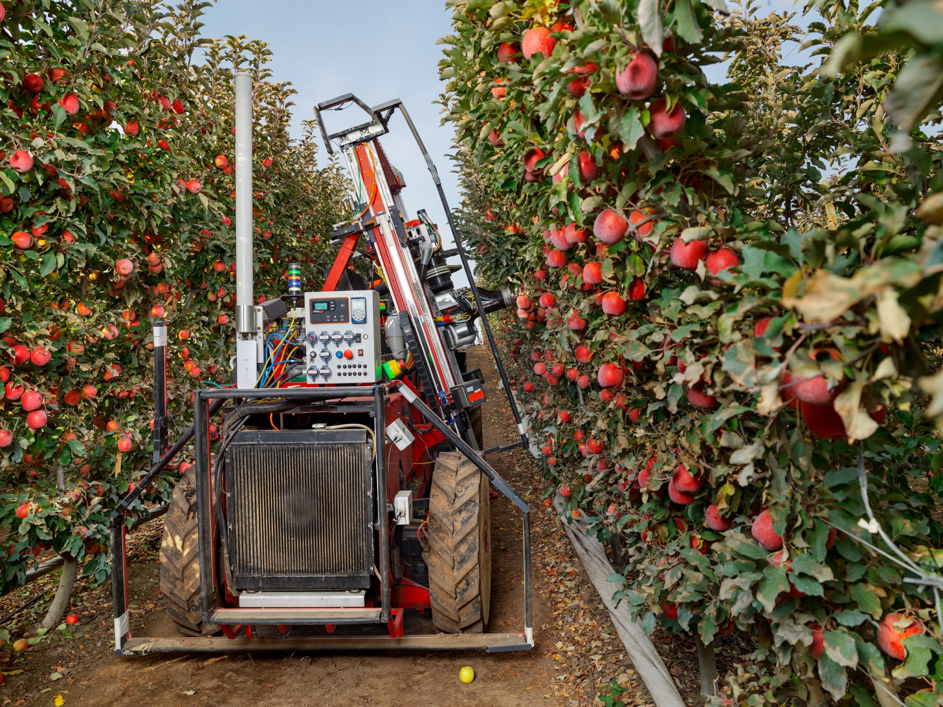 machine going between two rows of peach trees.