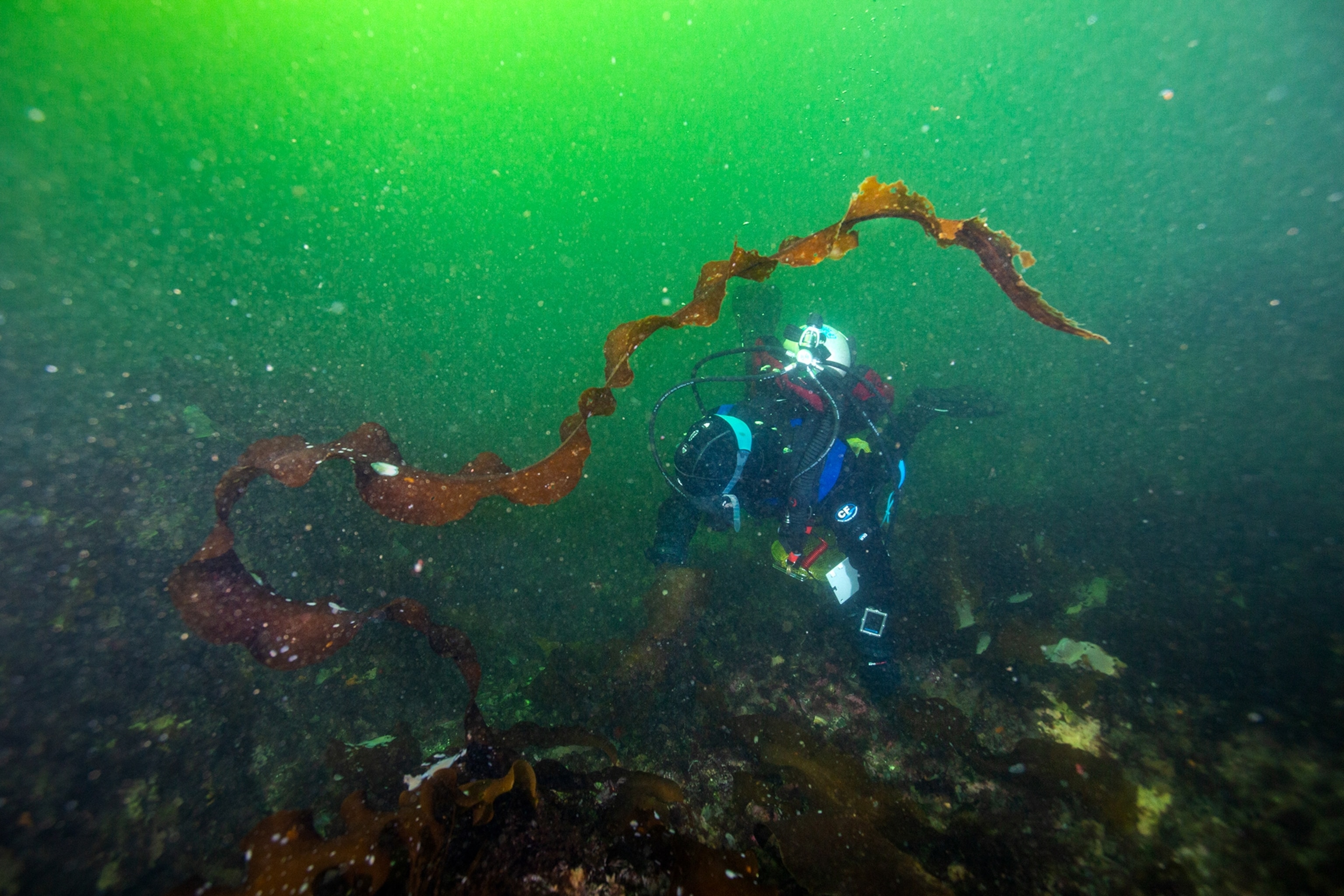 a diver framed by a long flowing piece of kelp in green water