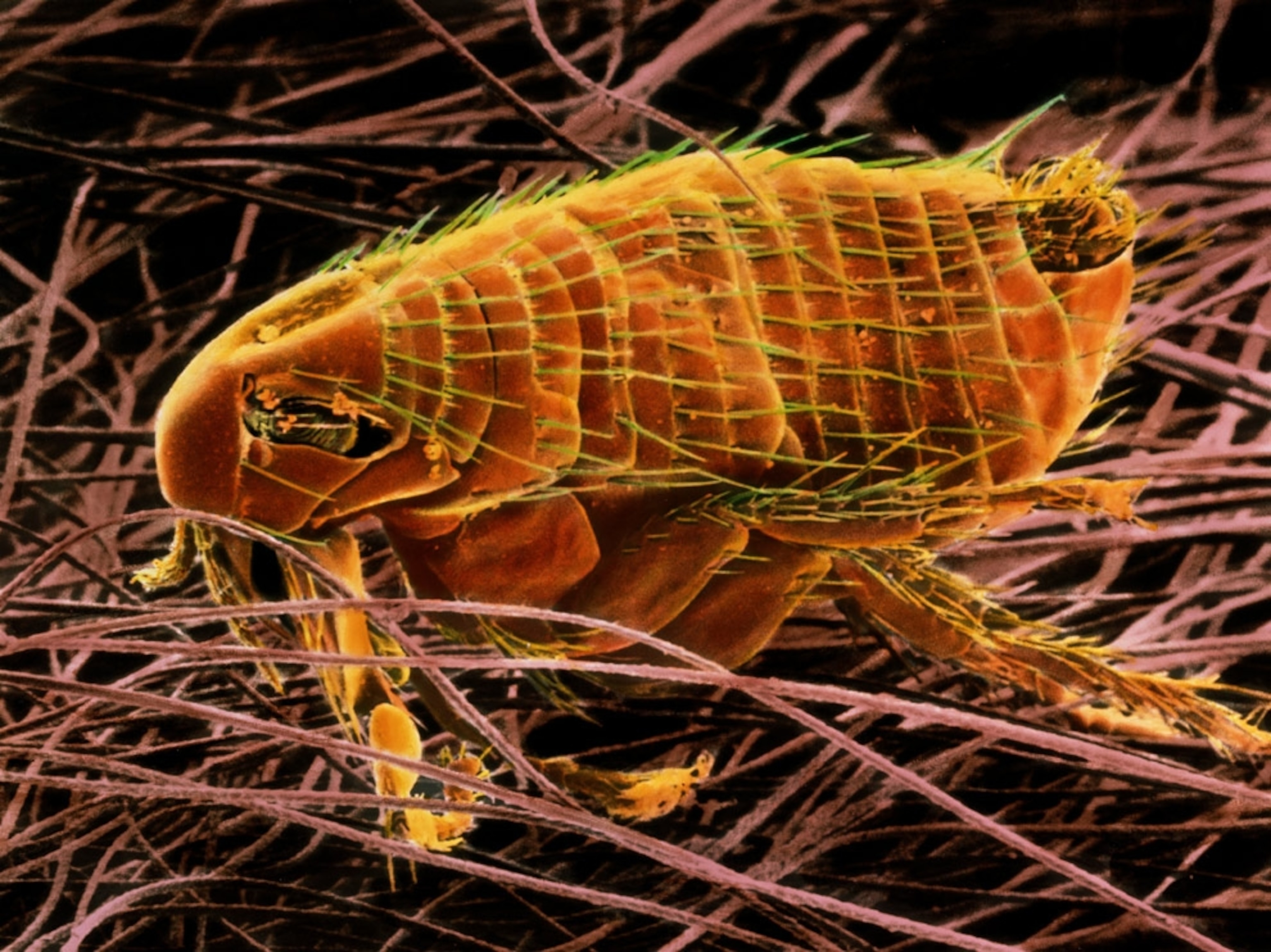 Microscopic view of a rat flea