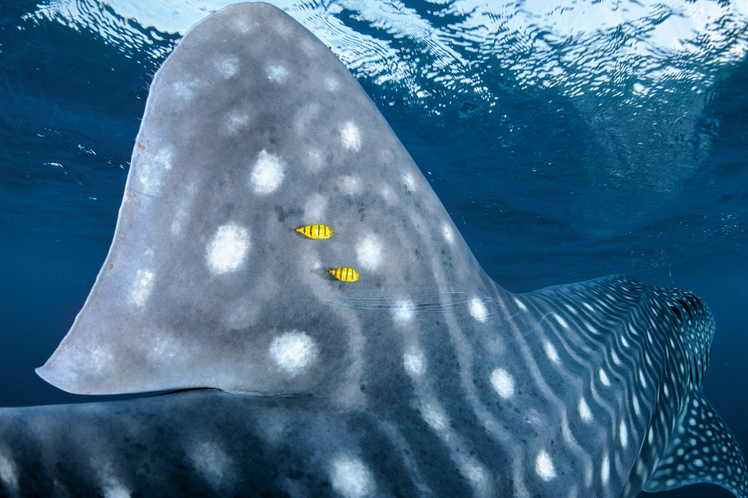 Picture of spotted shark and two small yellow fish on its side.