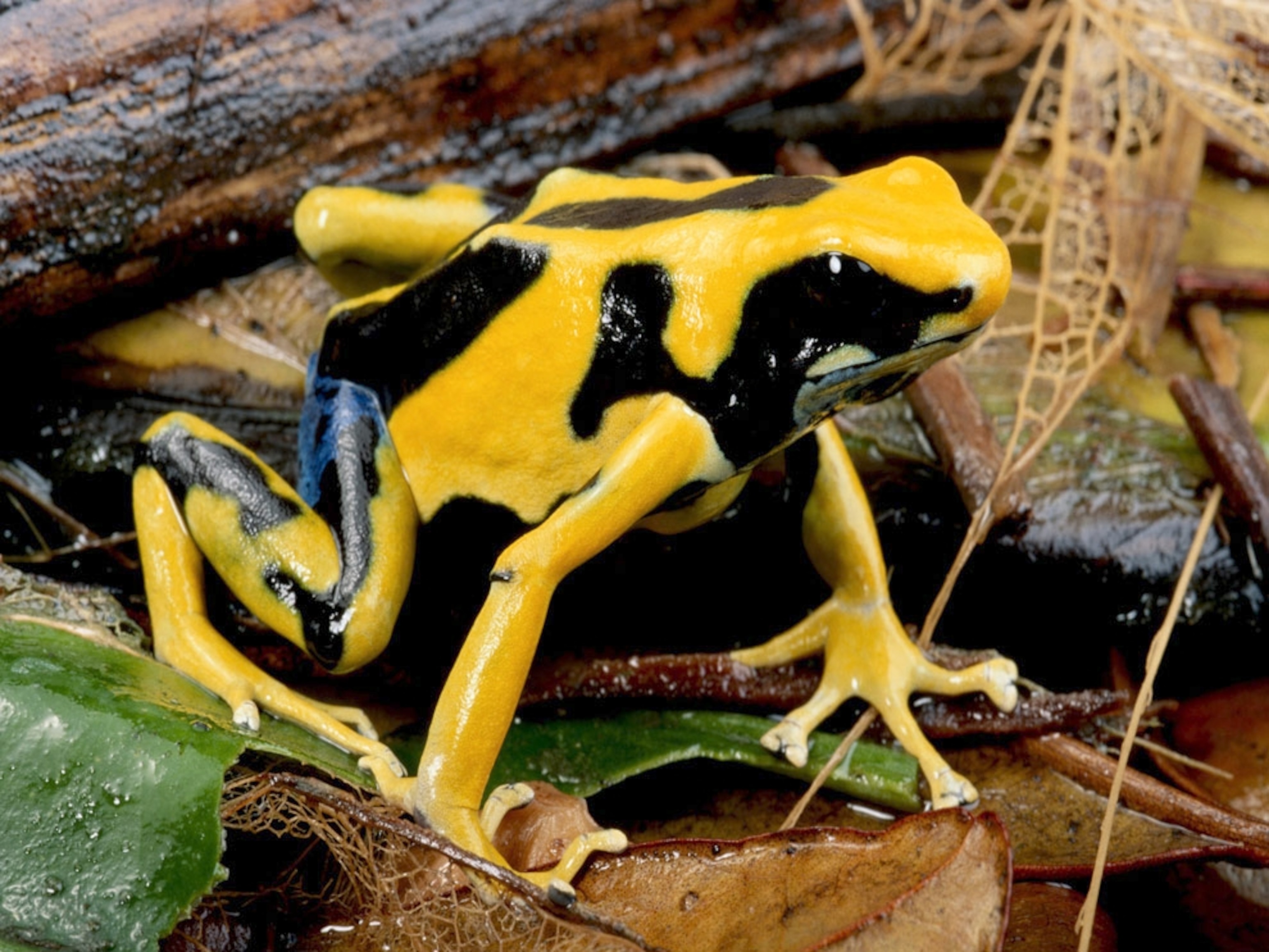 Yellow-and-black frog