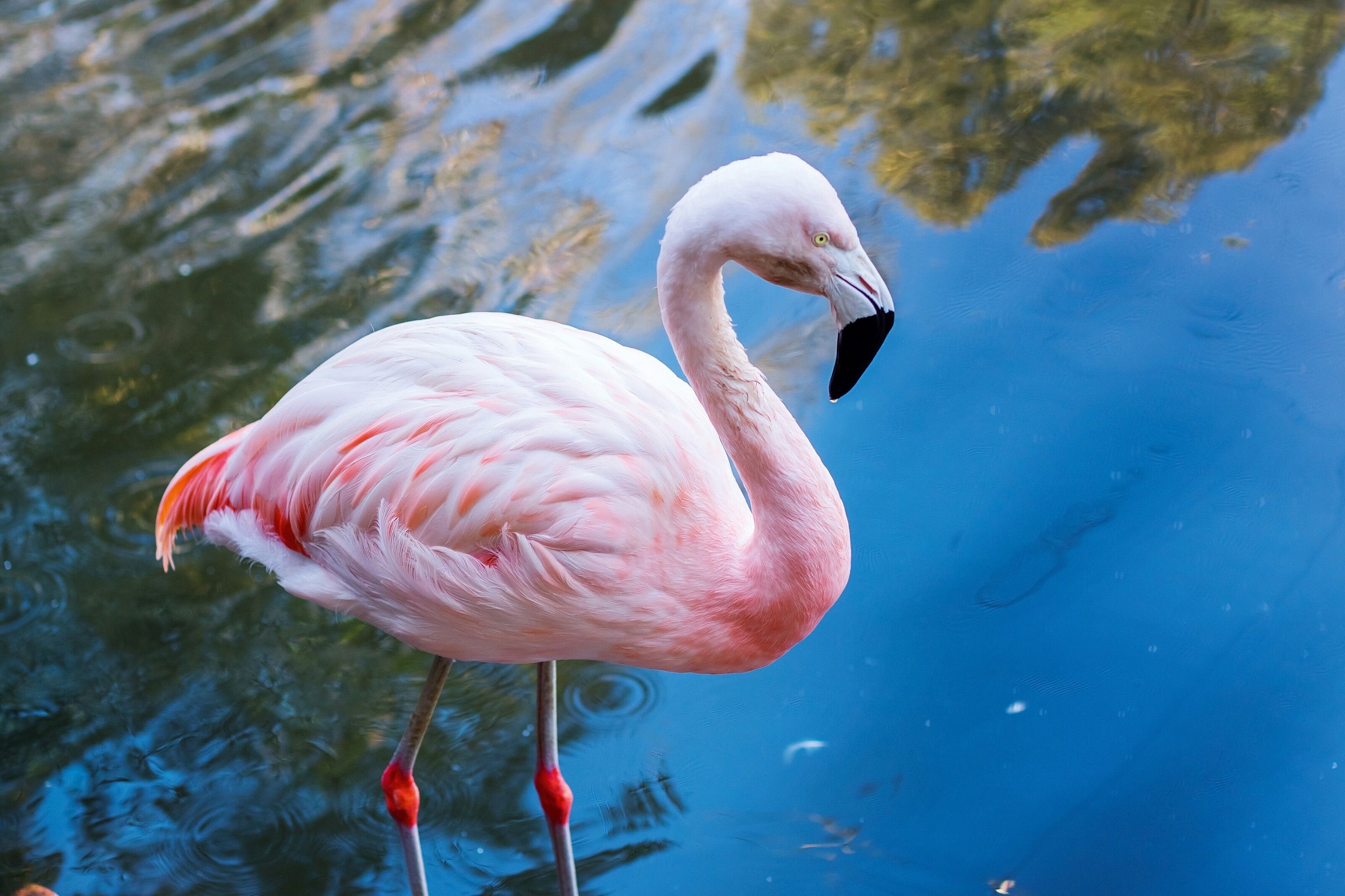 A flamingo.