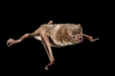 a common vampire bat