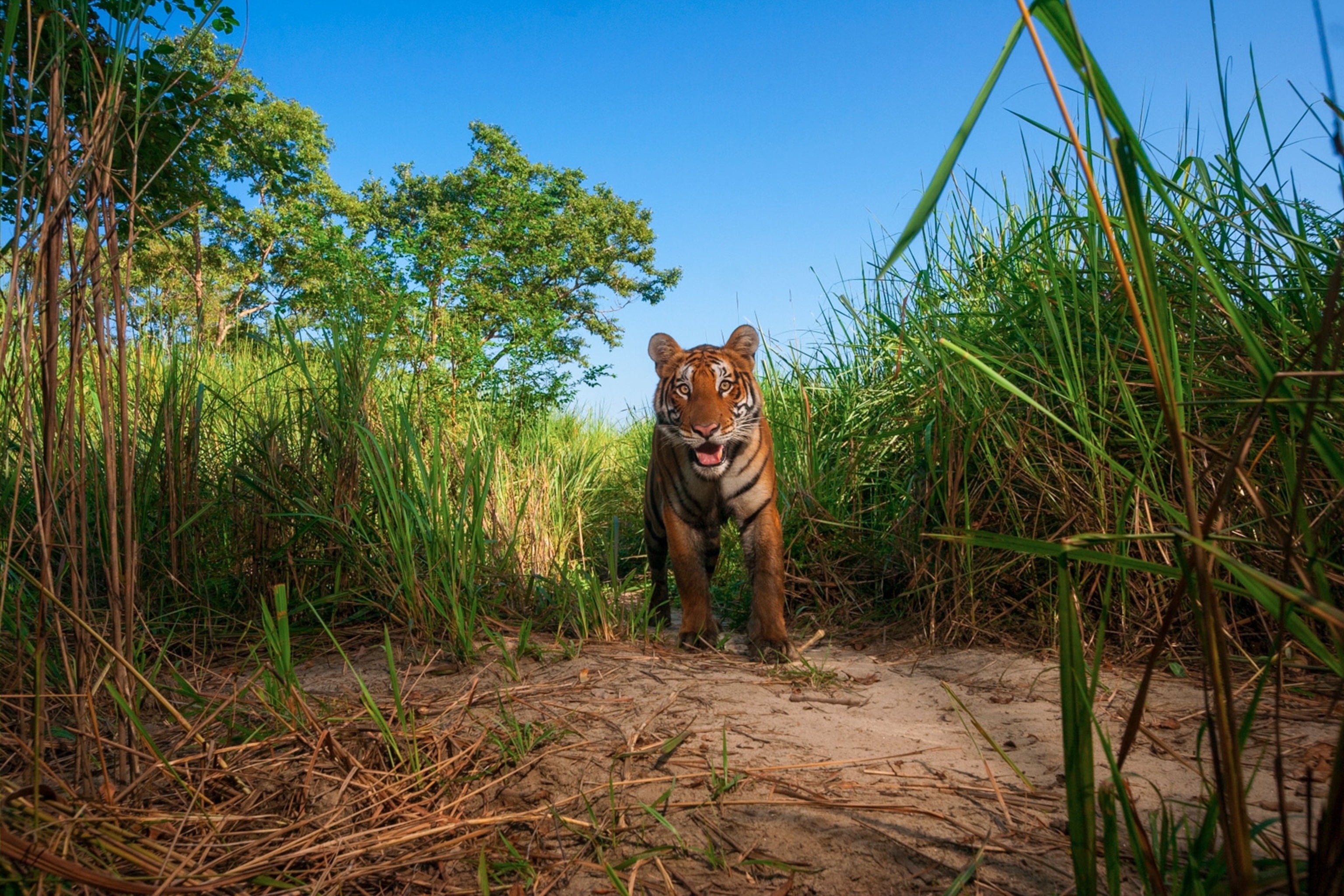 a tiger