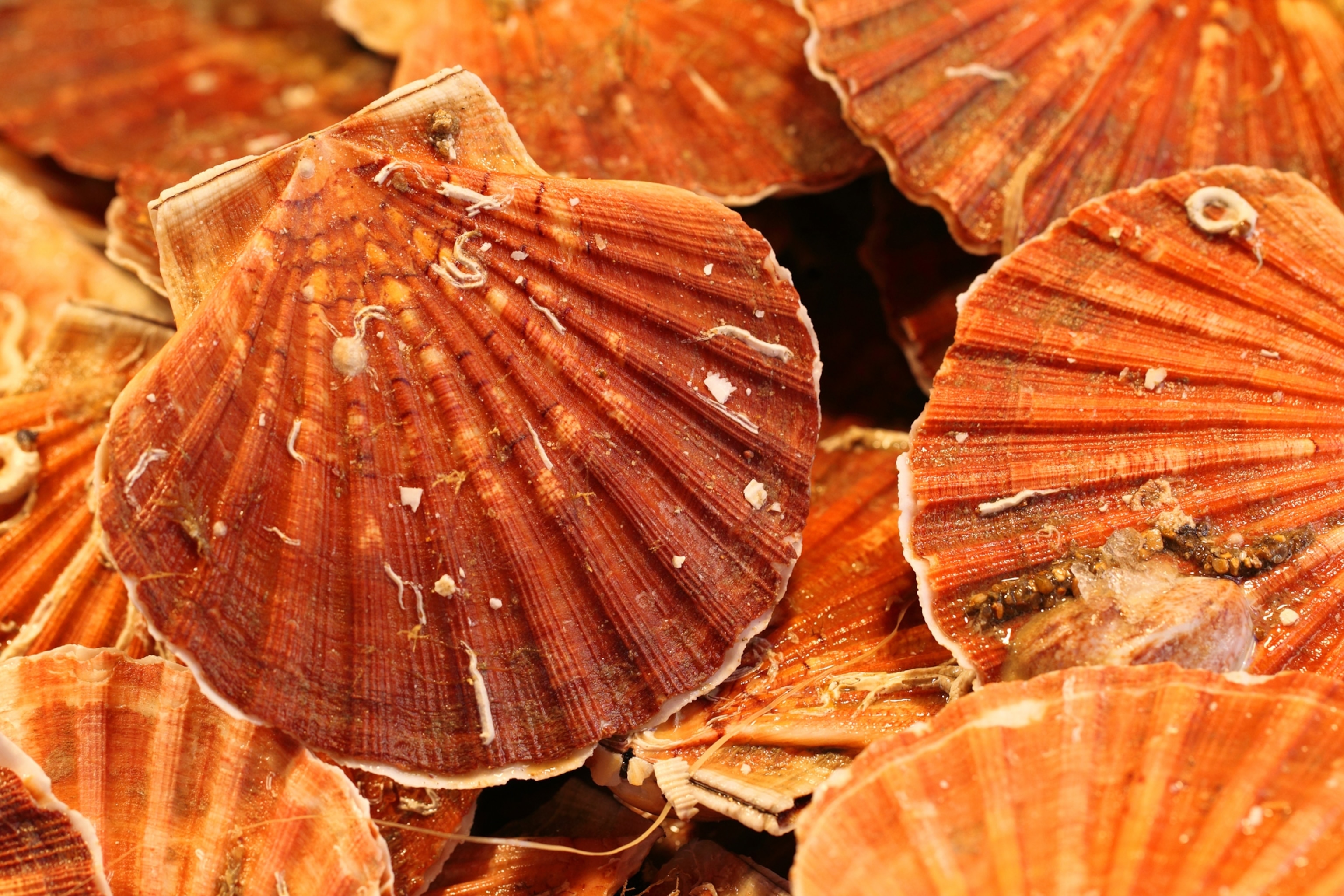 Scallops in the shell for sale at the Fish Market.