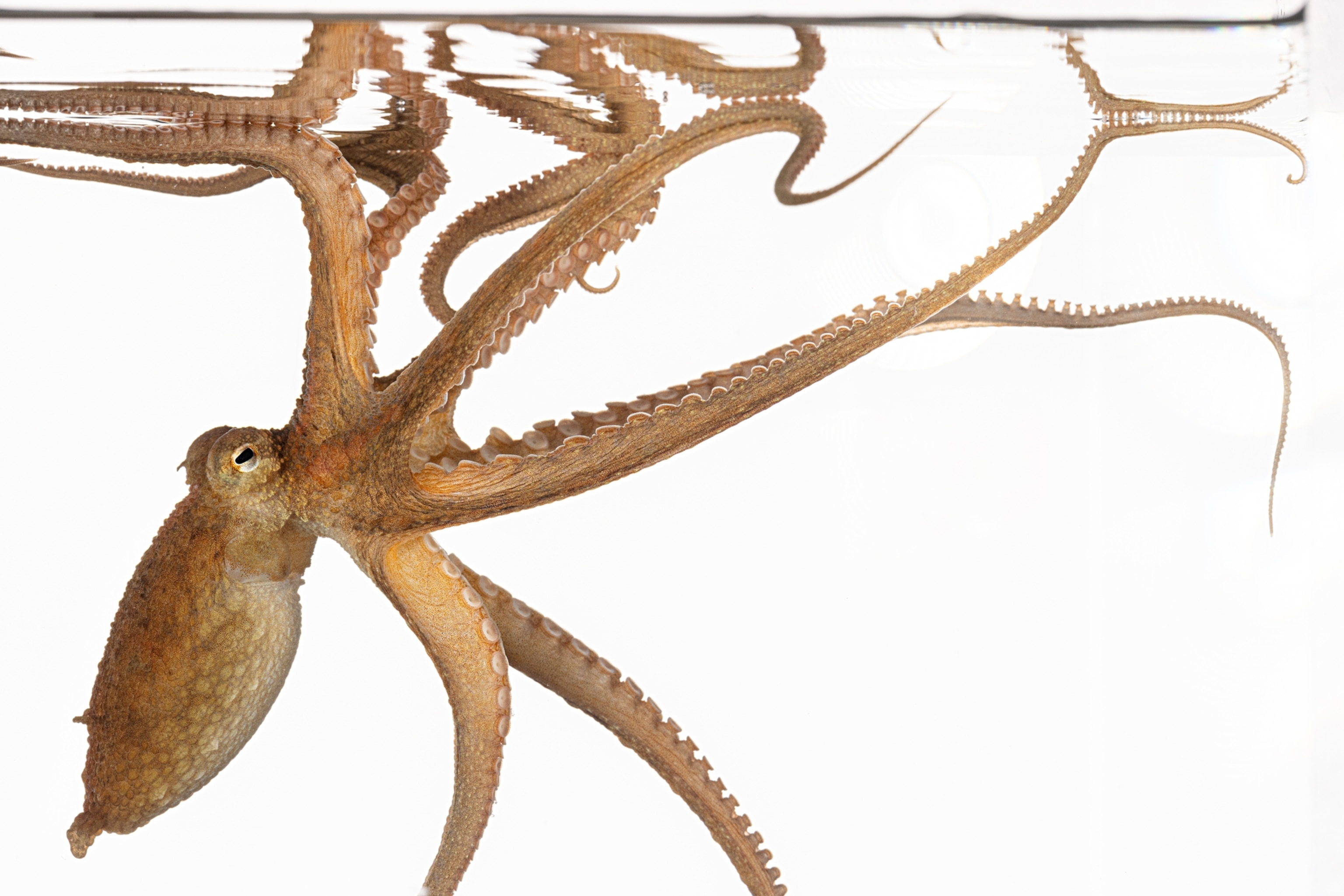 Octopus in glass container with arms stretched.