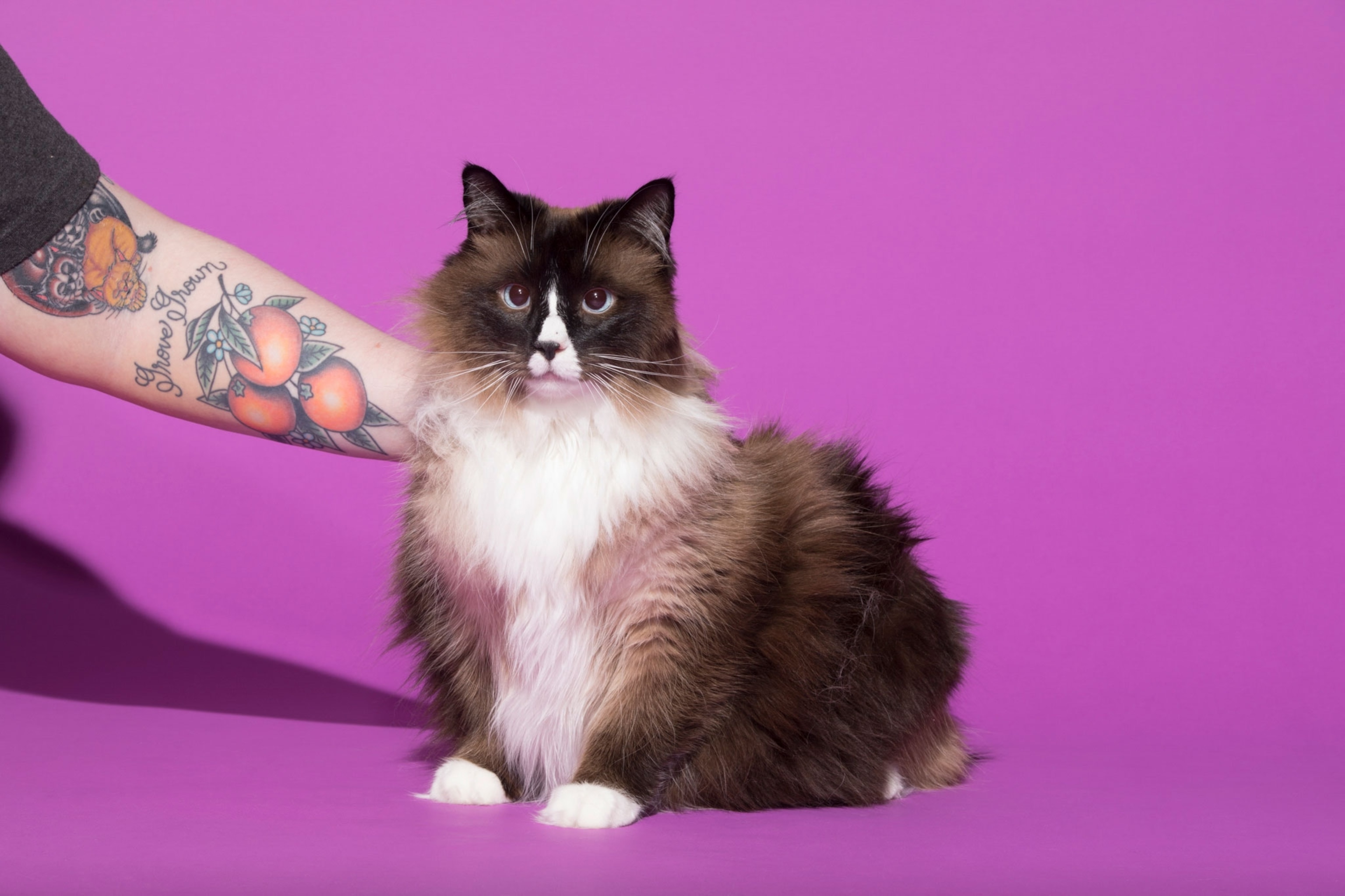 a cat named Cannoli