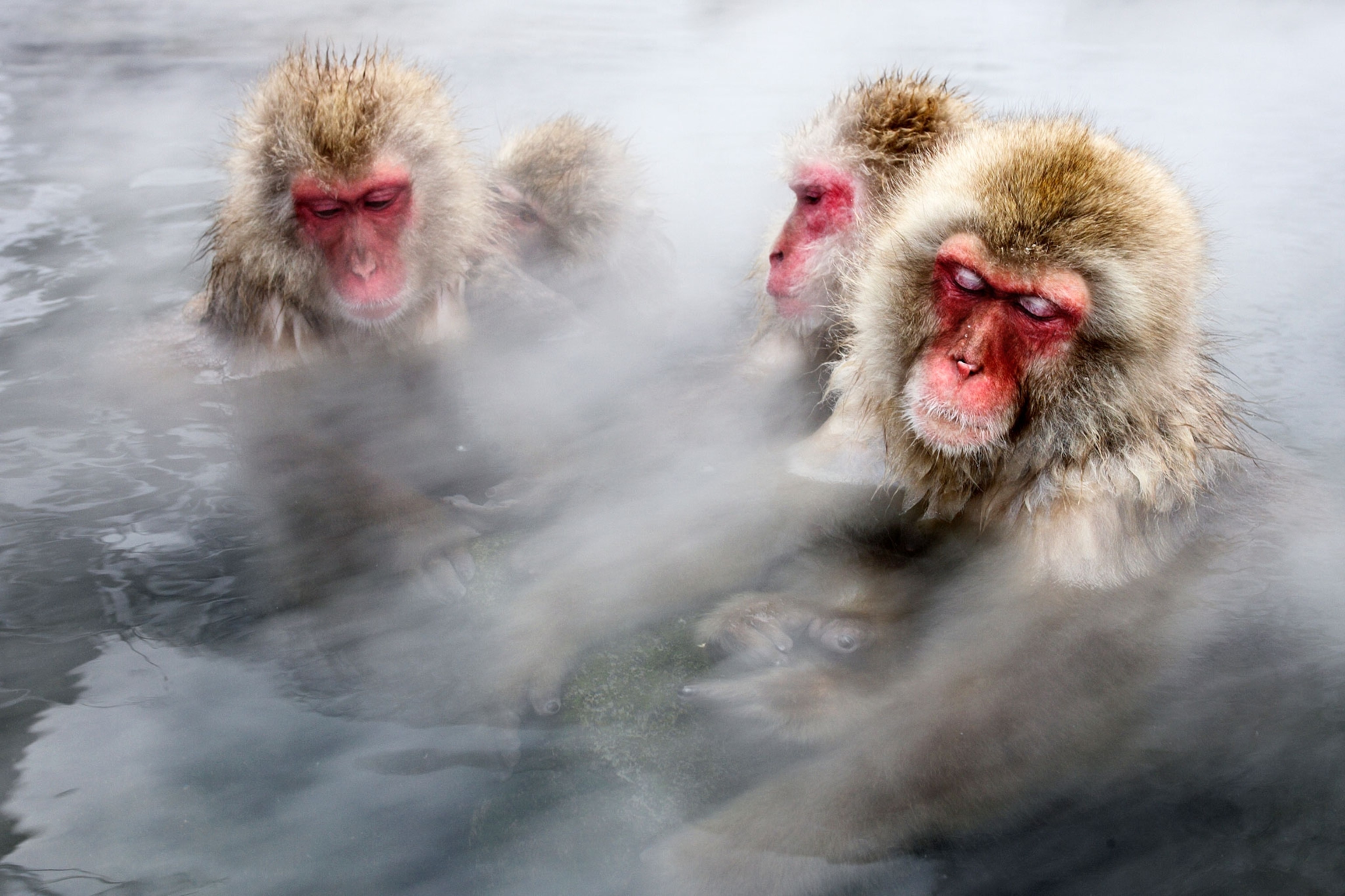 Japanese Macaque