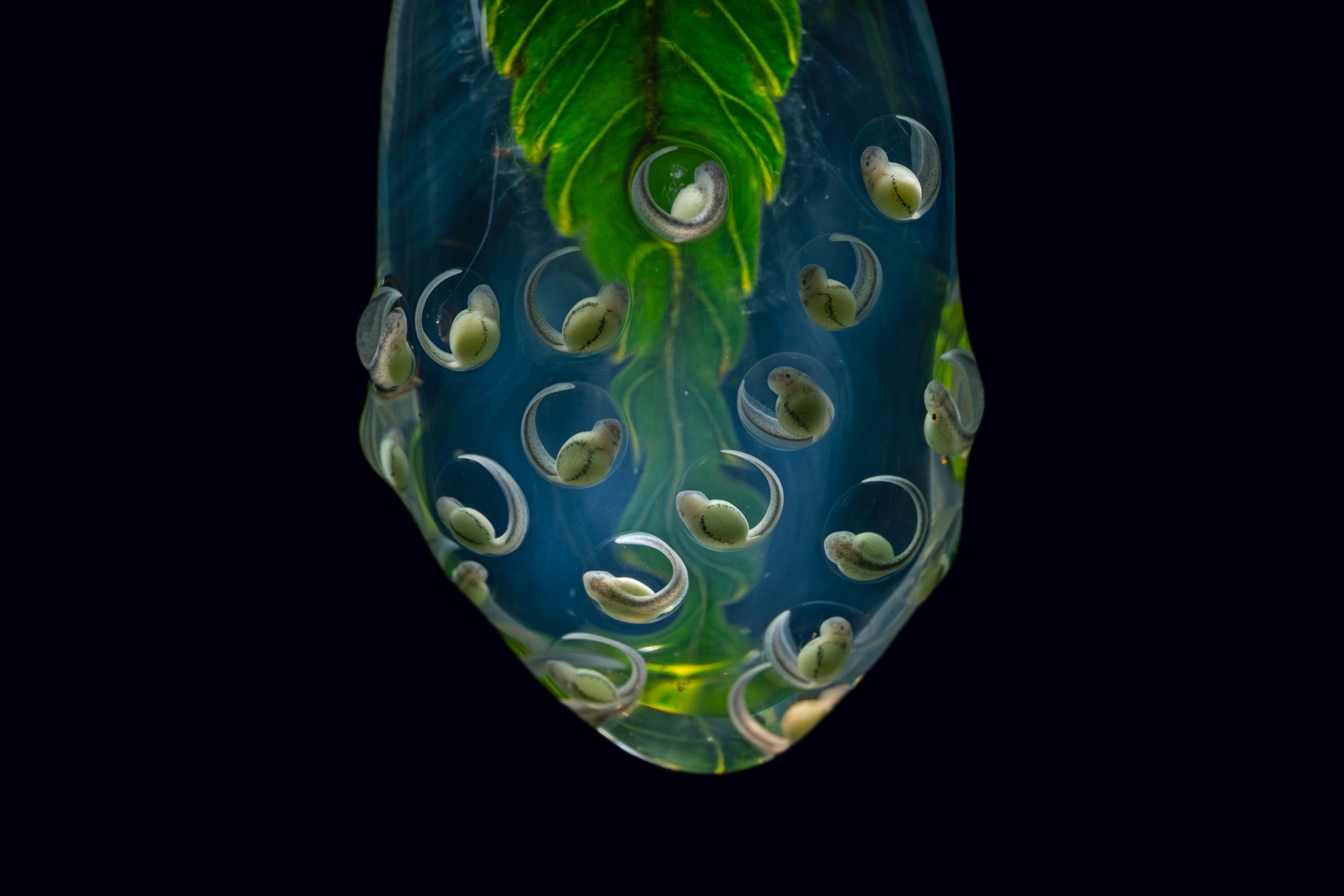 Picture of glass frog embryos in an egg mass hanging from the tip of a fern leaf.