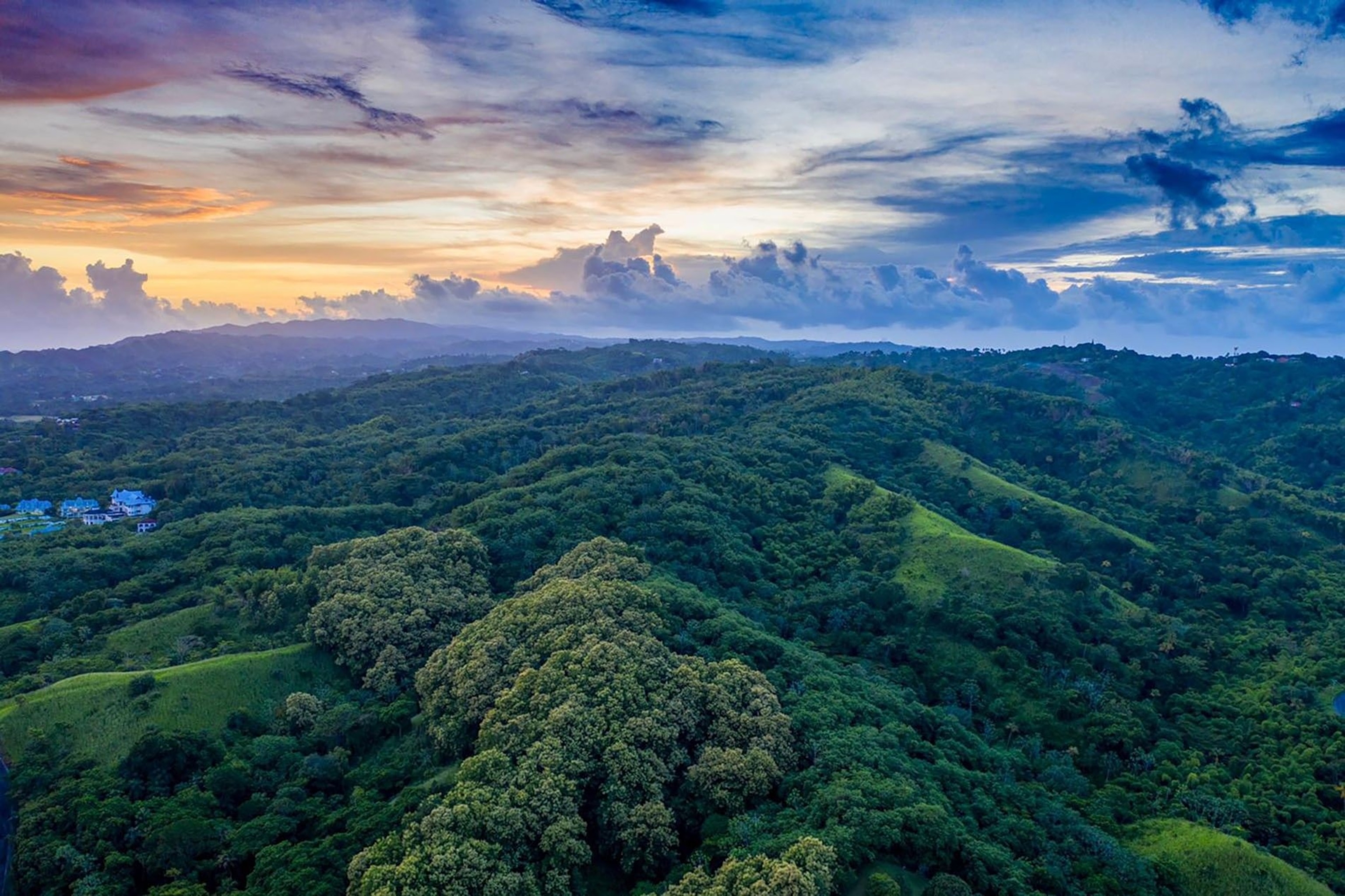 The Main Ridge Forest Reserve, one of the most biodiverse areas in the Caribbean and the oldest protected wilderness in the western hemisphere.