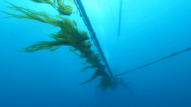 kelp floating in the ocean attached to a pipe that floats the kelp over the sea floor.