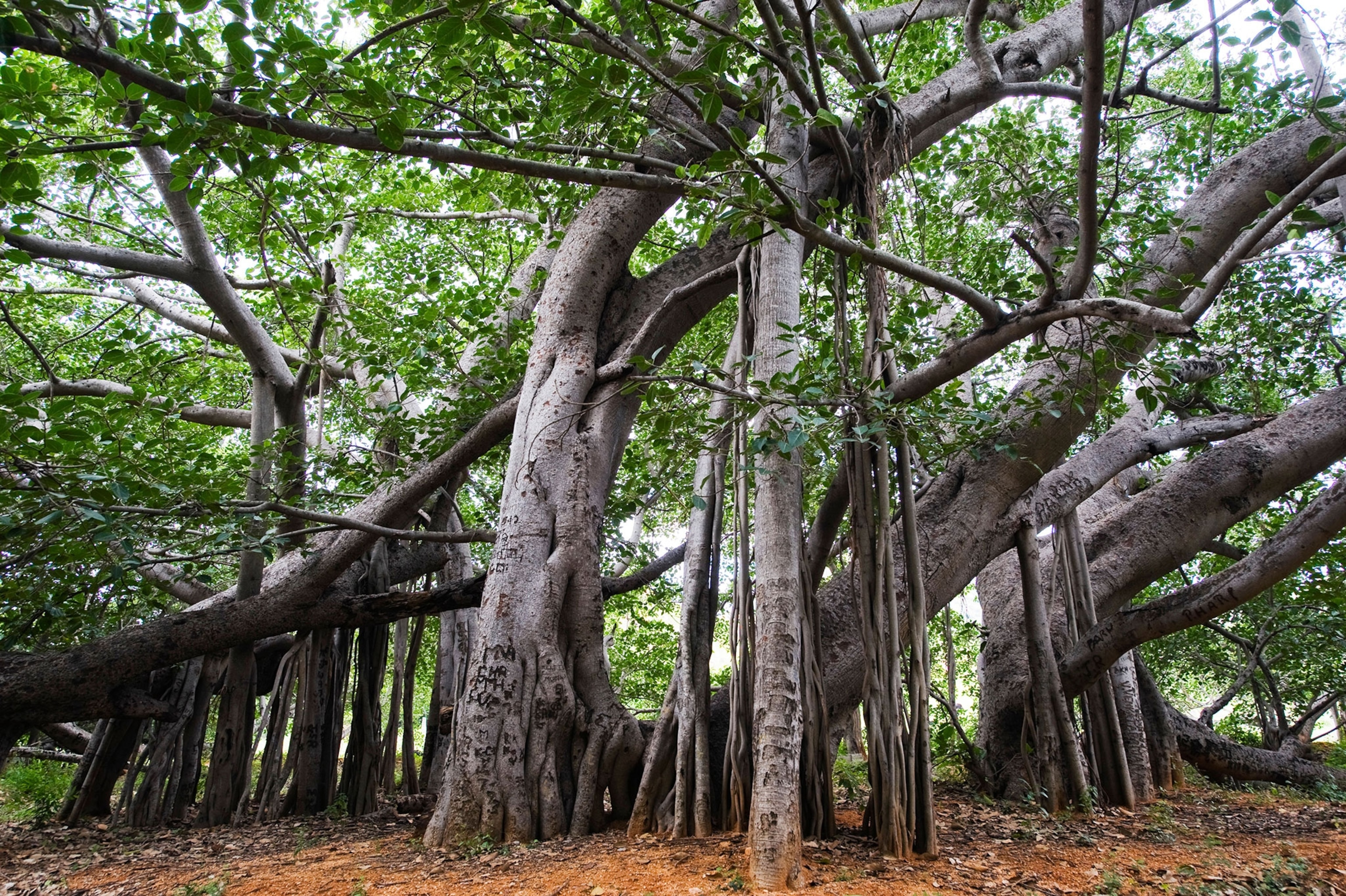 the banyan tree Thimmamma Marrimanu