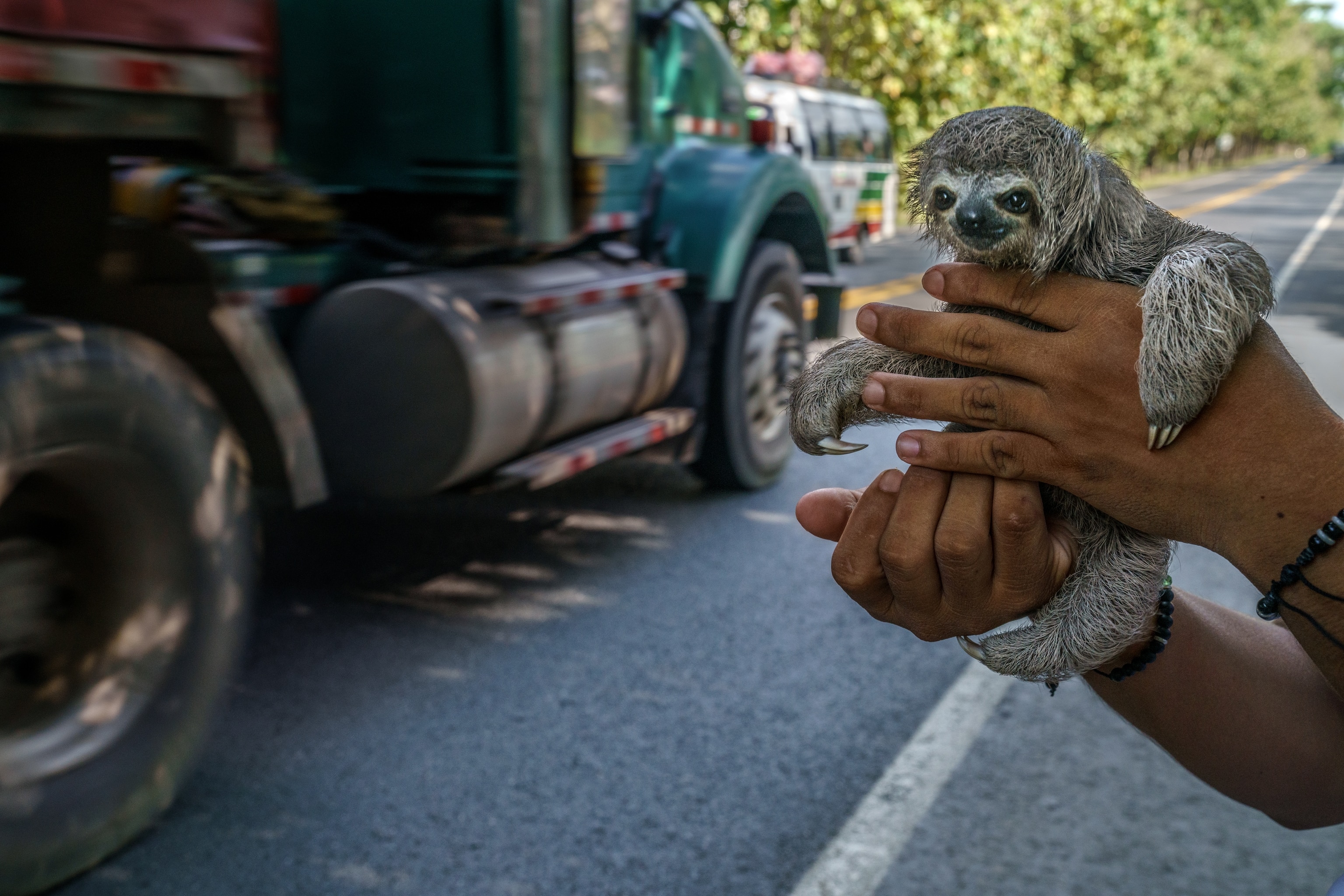 Picture of a sloth held in the hands of a poacher by the side of the road.