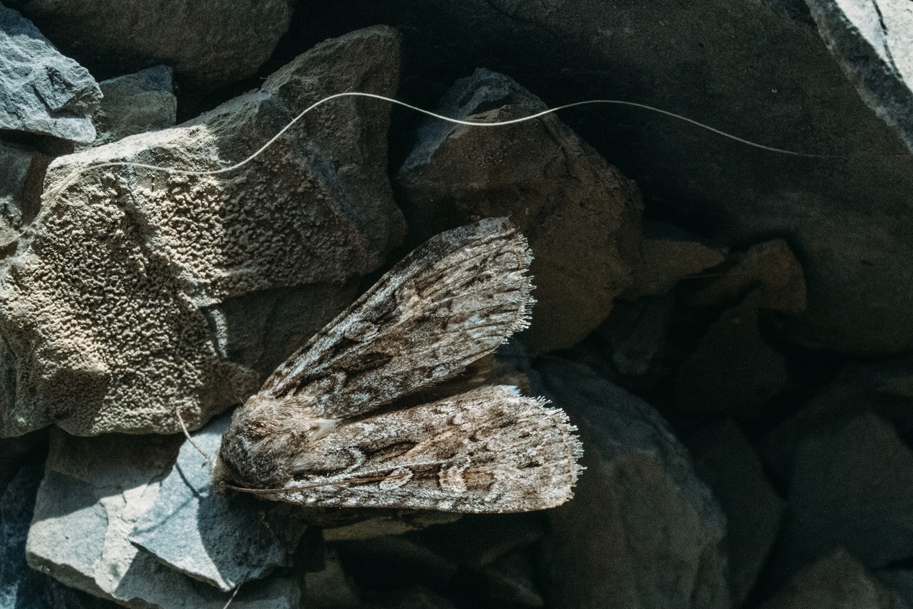 Cutworm Moth blending in with stones.