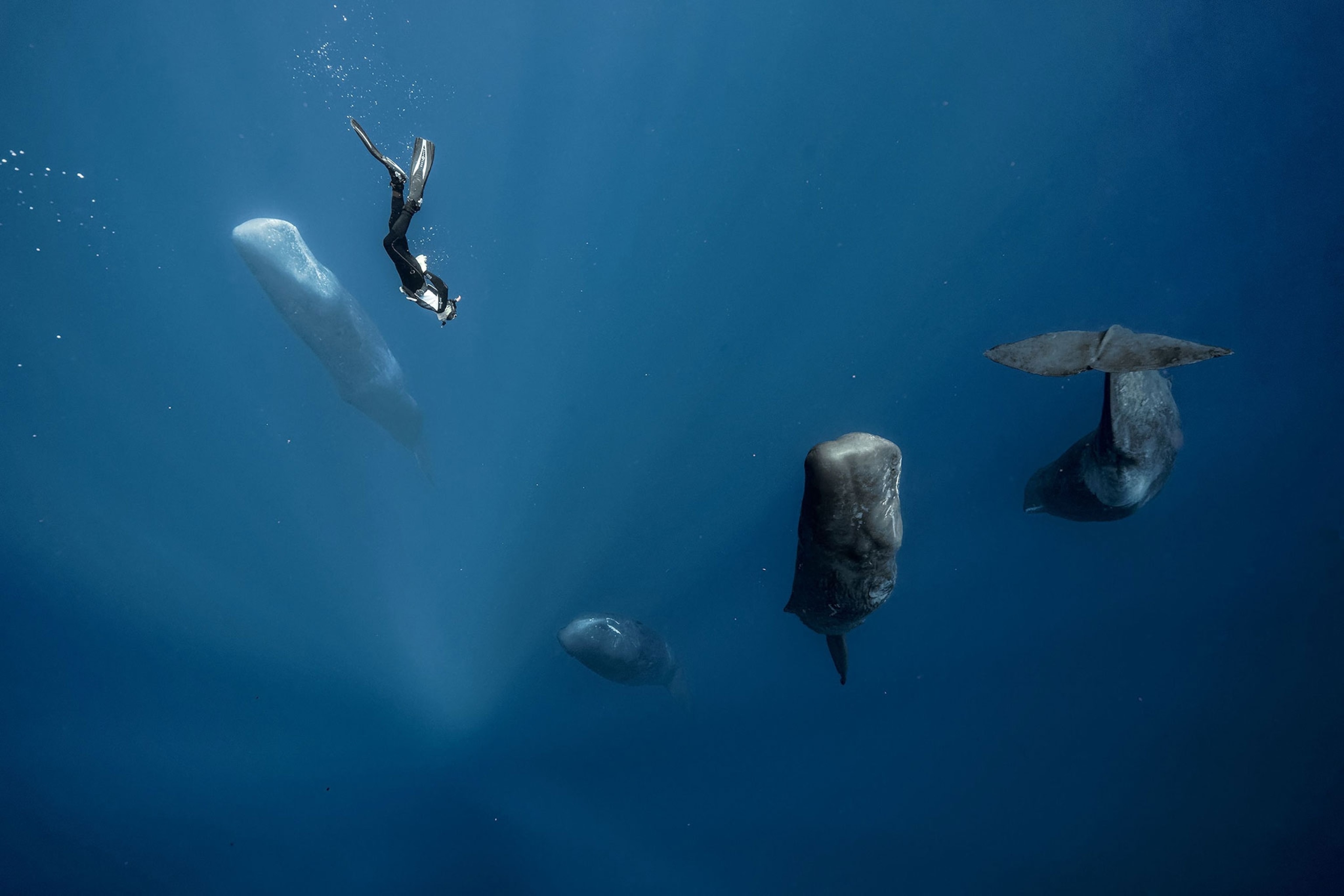 sperm whales napping