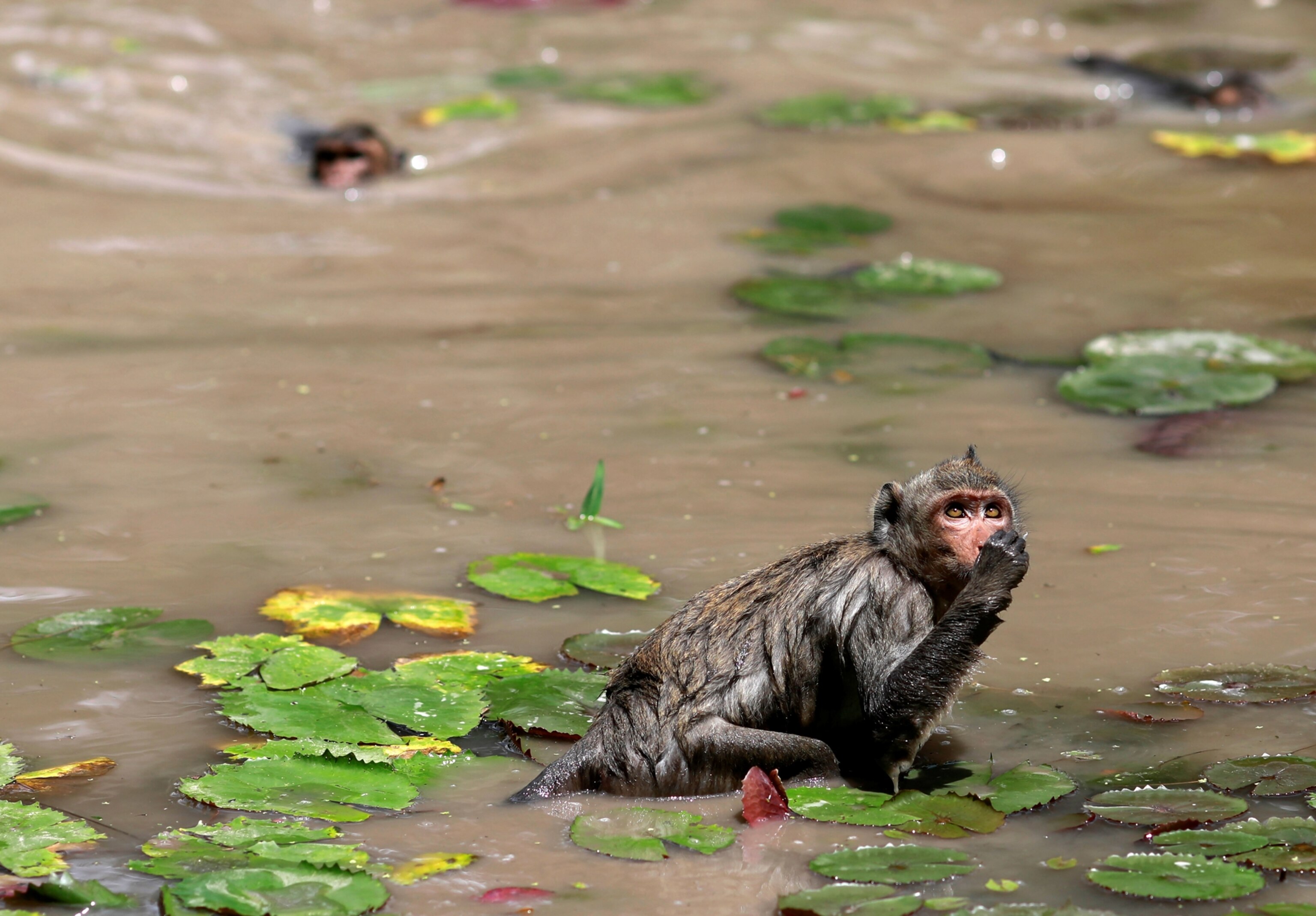 A long-tailed macaque is seen standing in shallow water as it eat part of a lotus plant.
