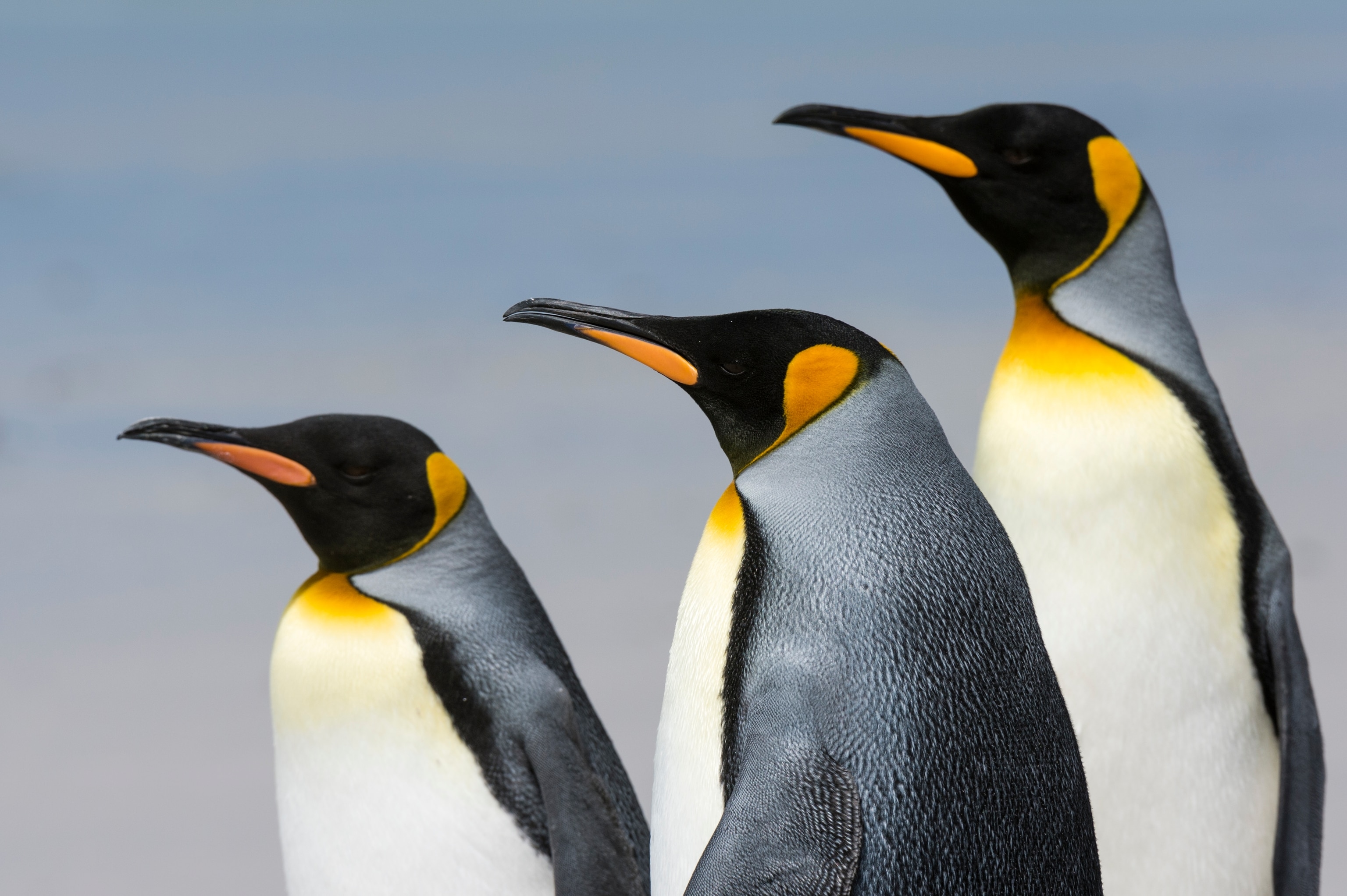 A close-up portrait of three king penguins on Volunteer Point, Falkland Islands.