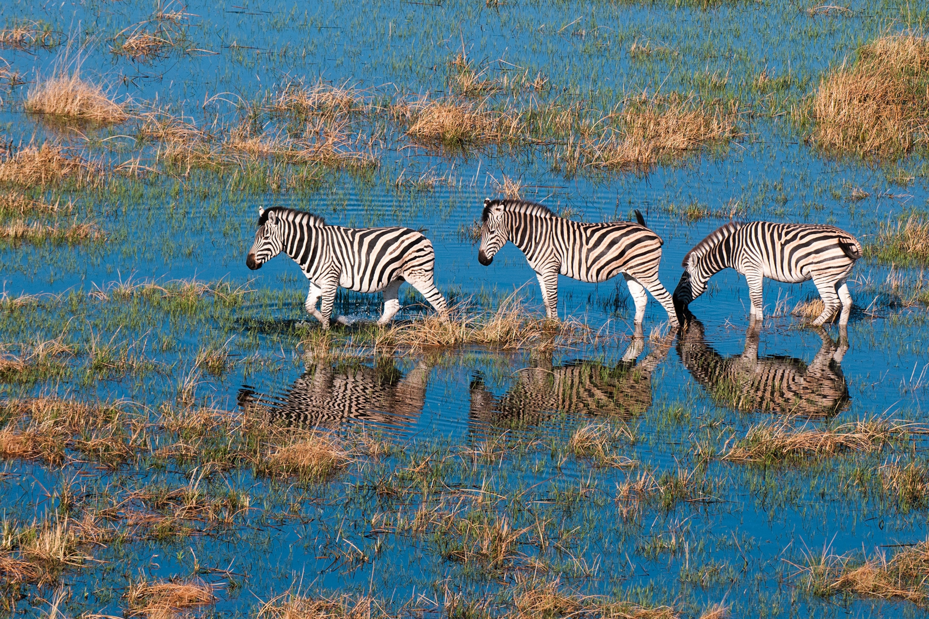 plains zebras