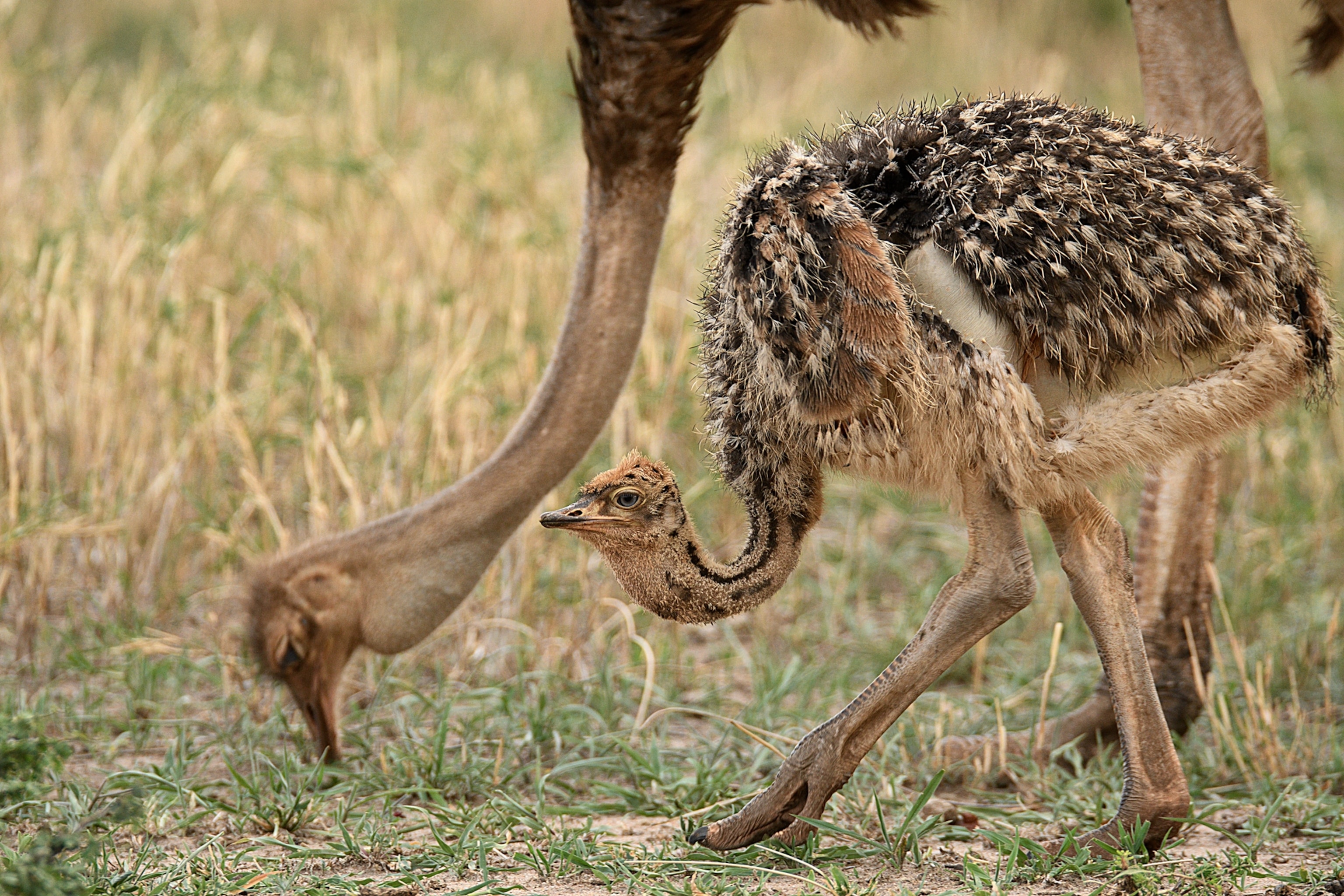 mother and her chick.