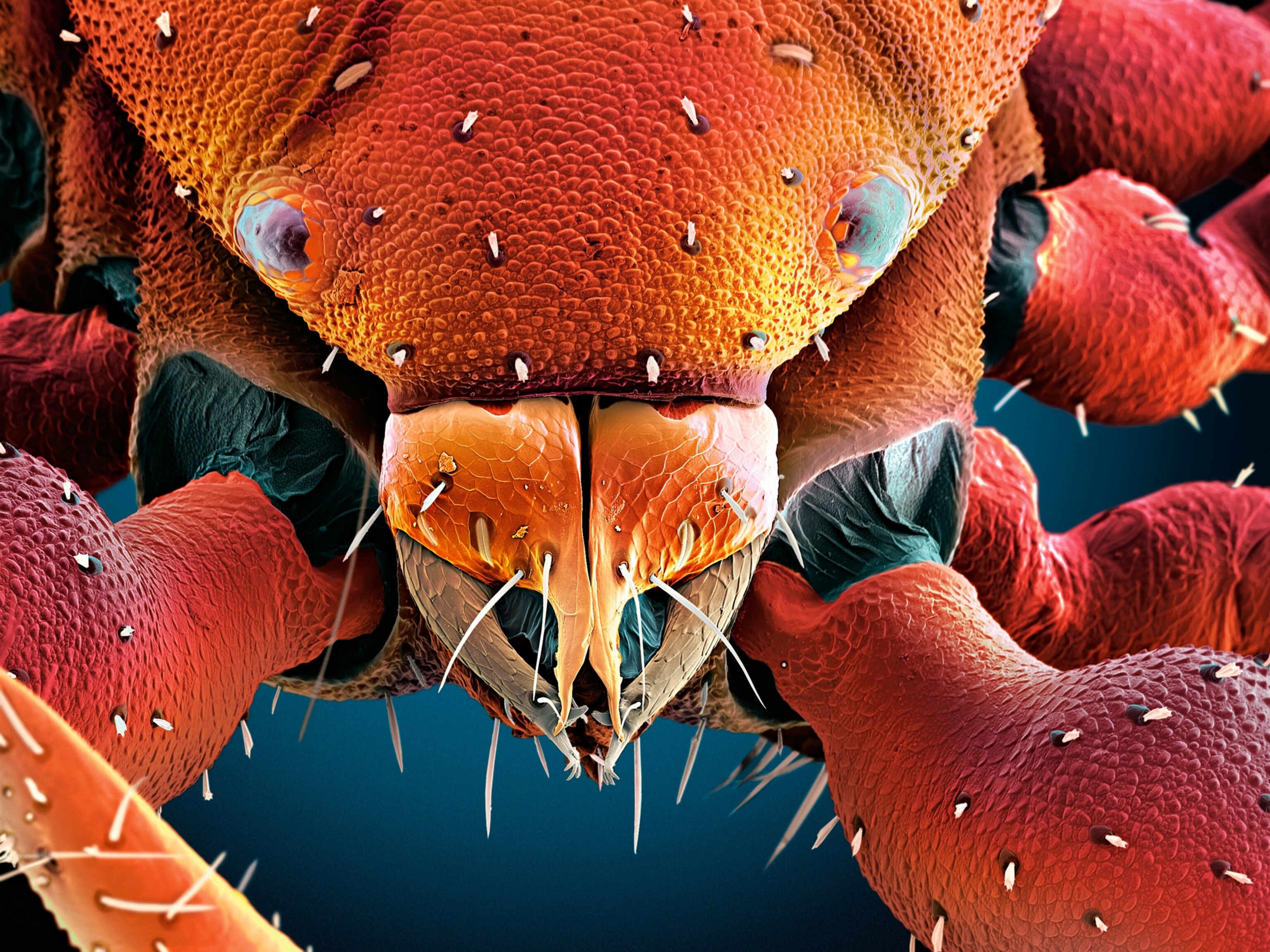 a book scorpion