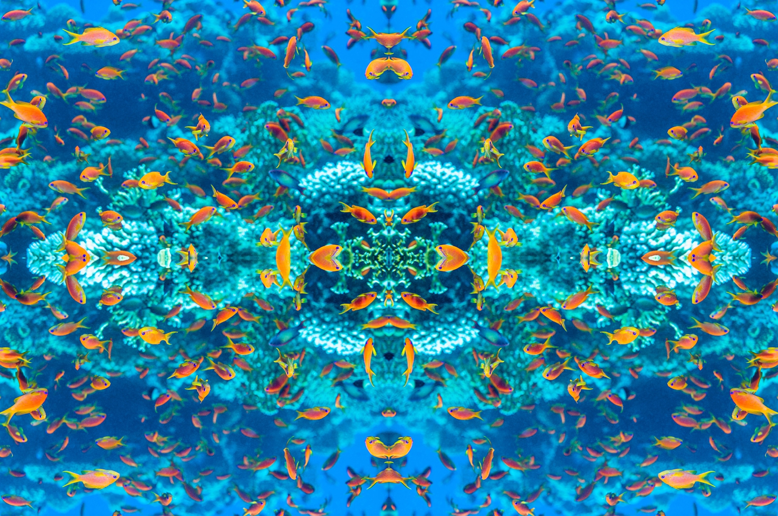 Orange-gold fish on the background of blue corrals.
