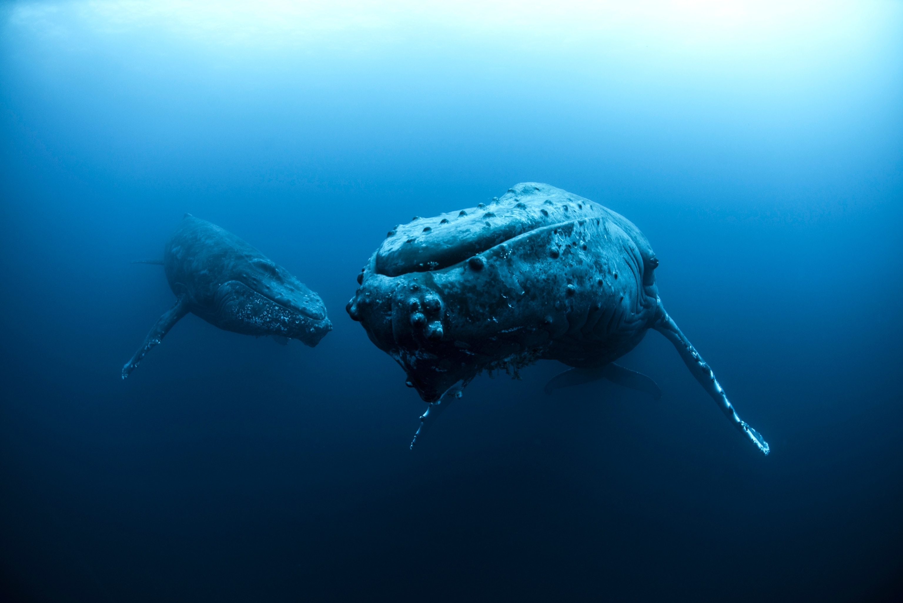 Humpback whales at Roca Partida, Revillagigedo, Mexico