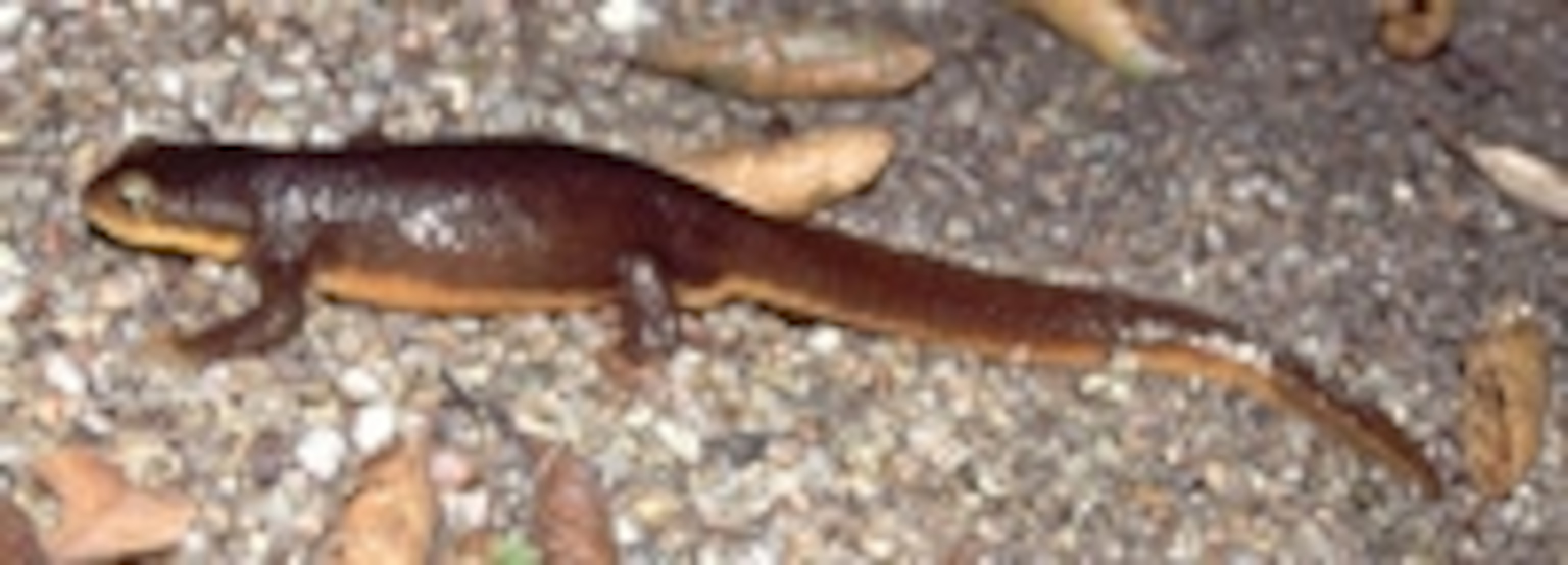 Taricha.jpg